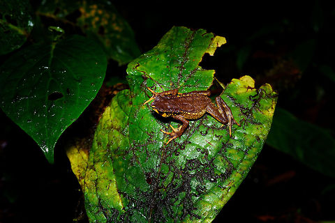 Carchi Andes toad - top view 2, Rio Ñambi, Colombia Let's end the Rio Ñambi coverage with a bang. Meet a very rare and critically endangered frog, the Carchi Andean Toad (Rhaebo colomai).

This species was previously only known from two localities in the province of Carchi, northwestern Ecuador (Cabacera del Rio Baboso and Chical). It was first discovered and described in 1985. 

Within Ecuador, it was then never found again, and declared extinct. 

In 2015, a 3rd location was added: Reserva Río Ñambí, Colombia. Where these pictures were taken. Formally within Ecuador it is still listed as exctinct or possibly exctinct, yet there's this 2017 report of a rediscovery in Ecuador:

https://noticias.usfq.edu.ec/2017/08/sapo-andino-que-se-creia-extinto-se.html

Within Ecuador, it is under severe threat as both locations there are in the middle of a major deforestation area. The last IUCN assessment is from 2016 and assumes 900 adult individuals and declining.

However, within Río Ñambí it is common "enough", meaning individuals are seen almost every day. We certainly don't have a spectacular story regarding the actual discovery. It was a "oh look, there's one". It was on a leaf just above a tree trunk, directly on the edge of a path. It was calm and made no attempt to flee during our photo shoot. We didn't catch it, just left it where it was found, untouched.

Even if seen regularly here, they don't seem to be photographed that often, so I'll be generous in sharing many shots.
https://www.jungledragon.com/image/79248/carchi_andes_toad_-_top_view_rio_ambi_colombia.html
https://www.jungledragon.com/image/79252/carchi_andes_toad_-_full_body_rio_ambi_colombia.html
https://www.jungledragon.com/image/79249/carchi_andes_toad_-_frontal_2_rio_ambi_colombia.html
https://www.jungledragon.com/image/79251/carchi_andes_toad_-_frontal_rio_ambi_colombia.html
https://www.jungledragon.com/image/79254/carchi_andes_toad_-_head_rio_ambi_colombia.html Carchi Andes toad,Colombia,Colombia 2018,Colombia South,Rhaebo colomai,Rio Ñambi,South America