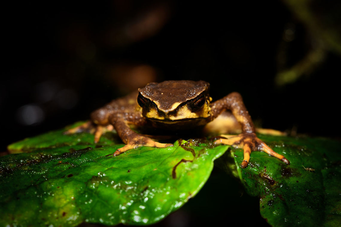 Carchi Andes toad - frontal, Rio Ñambi, Colombia Let&#039;s end the Rio &Ntilde;ambi coverage with a bang. Meet a very rare and critically endangered frog, the Carchi Andean Toad (Rhaebo colomai).<br />
<br />
This species was previously only known from two localities in the province of Carchi, northwestern Ecuador (Cabacera del Rio Baboso and Chical). It was first discovered and described in 1985. <br />
<br />
Within Ecuador, it was then never found again, and declared extinct. <br />
<br />
In 2015, a 3rd location was added: Reserva R&iacute;o &Ntilde;amb&iacute;, Colombia. Where these pictures were taken. Formally within Ecuador it is still listed as exctinct or possibly exctinct, yet there&#039;s this 2017 report of a rediscovery in Ecuador:<br />
<br />
<a href="https://noticias.usfq.edu.ec/2017/08/sapo-andino-que-se-creia-extinto-se.html" rel="nofollow">https://noticias.usfq.edu.ec/2017/08/sapo-andino-que-se-creia-extinto-se.html</a><br />
<br />
Within Ecuador, it is under severe threat as both locations there are in the middle of a major deforestation area. The last IUCN assessment is from 2016 and assumes 900 adult individuals and declining.<br />
<br />
However, within R&iacute;o &Ntilde;amb&iacute; it is common &quot;enough&quot;, meaning individuals are seen almost every day. We certainly don&#039;t have a spectacular story regarding the actual discovery. It was a &quot;oh look, there&#039;s one&quot;. It was on a leaf just above a tree trunk, directly on the edge of a path. It was calm and made no attempt to flee during our photo shoot. We didn&#039;t catch it, just left it where it was found, untouched.<br />
<br />
Even if seen regularly here, they don&#039;t seem to be photographed that often, so I&#039;ll be generous in sharing many shots.<br />
<figure class="photo"><a href="https://www.jungledragon.com/image/79250/carchi_andes_toad_-_top_view_2_rio_ambi_colombia.html" title="Carchi Andes toad - top view 2, Rio &Ntilde;ambi, Colombia"><img src="https://s3.amazonaws.com/media.jungledragon.com/images/2/79250_thumb.jpg?AWSAccessKeyId=05GMT0V3GWVNE7GGM1R2&Expires=1759968010&Signature=BJkJffiMmj91T%2BJL6vmKv%2Fjfa%2BE%3D" width="200" height="134" alt="Carchi Andes toad - top view 2, Rio &Ntilde;ambi, Colombia Let&#039;s end the Rio &Ntilde;ambi coverage with a bang. Meet a very rare and critically endangered frog, the Carchi Andean Toad (Rhaebo colomai).<br />
<br />
This species was previously only known from two localities in the province of Carchi, northwestern Ecuador (Cabacera del Rio Baboso and Chical). It was first discovered and described in 1985. <br />
<br />
Within Ecuador, it was then never found again, and declared extinct. <br />
<br />
In 2015, a 3rd location was added: Reserva R&iacute;o &Ntilde;amb&iacute;, Colombia. Where these pictures were taken. Formally within Ecuador it is still listed as exctinct or possibly exctinct, yet there&#039;s this 2017 report of a rediscovery in Ecuador:<br />
<br />
https://noticias.usfq.edu.ec/2017/08/sapo-andino-que-se-creia-extinto-se.html<br />
<br />
Within Ecuador, it is under severe threat as both locations there are in the middle of a major deforestation area. The last IUCN assessment is from 2016 and assumes 900 adult individuals and declining.<br />
<br />
However, within R&iacute;o &Ntilde;amb&iacute; it is common &quot;enough&quot;, meaning individuals are seen almost every day. We certainly don&#039;t have a spectacular story regarding the actual discovery. It was a &quot;oh look, there&#039;s one&quot;. It was on a leaf just above a tree trunk, directly on the edge of a path. It was calm and made no attempt to flee during our photo shoot. We didn&#039;t catch it, just left it where it was found, untouched.<br />
<br />
Even if seen regularly here, they don&#039;t seem to be photographed that often, so I&#039;ll be generous in sharing many shots.<br />
https://www.jungledragon.com/image/79248/carchi_andes_toad_-_top_view_rio_ambi_colombia.html<br />
https://www.jungledragon.com/image/79252/carchi_andes_toad_-_full_body_rio_ambi_colombia.html<br />
https://www.jungledragon.com/image/79249/carchi_andes_toad_-_frontal_2_rio_ambi_colombia.html<br />
https://www.jungledragon.com/image/79251/carchi_andes_toad_-_frontal_rio_ambi_colombia.html<br />
https://www.jungledragon.com/image/79254/carchi_andes_toad_-_head_rio_ambi_colombia.html Carchi Andes toad,Colombia,Colombia 2018,Colombia South,Rhaebo colomai,Rio &Ntilde;ambi,South America" /></a></figure><br />
<figure class="photo"><a href="https://www.jungledragon.com/image/79248/carchi_andes_toad_-_top_view_rio_ambi_colombia.html" title="Carchi Andes toad - top view, Rio &Ntilde;ambi, Colombia"><img src="https://s3.amazonaws.com/media.jungledragon.com/images/2/79248_thumb.jpg?AWSAccessKeyId=05GMT0V3GWVNE7GGM1R2&Expires=1759968010&Signature=UmkRFIOnbtJ3vlqW6d8kRD5OFlM%3D" width="200" height="186" alt="Carchi Andes toad - top view, Rio &Ntilde;ambi, Colombia Let&#039;s end the Rio &Ntilde;ambi coverage with a bang. Meet a very rare and critically endangered frog, the Carchi Andean Toad (Rhaebo colomai).<br />
<br />
This species was previously only known from two localities in the province of Carchi, northwestern Ecuador (Cabacera del Rio Baboso and Chical). It was first discovered and described in 1985. <br />
<br />
Within Ecuador, it was then never found again, and declared extinct. <br />
<br />
In 2015, a 3rd location was added: Reserva R&iacute;o &Ntilde;amb&iacute;, Colombia. Where these pictures were taken. Formally within Ecuador it is still listed as exctinct or possibly exctinct, yet there&#039;s this 2017 report of a rediscovery in Ecuador:<br />
<br />
https://noticias.usfq.edu.ec/2017/08/sapo-andino-que-se-creia-extinto-se.html<br />
<br />
Within Ecuador, it is under severe threat as both locations there are in the middle of a major deforestation area. The last IUCN assessment is from 2016 and assumes 900 adult individuals and declining.<br />
<br />
However, within R&iacute;o &Ntilde;amb&iacute; it is common &quot;enough&quot;, meaning individuals are seen almost every day. We certainly don&#039;t have a spectacular story regarding the actual discovery. It was a &quot;oh look, there&#039;s one&quot;. It was on a leaf just above a tree trunk, directly on the edge of a path. It was calm and made no attempt to flee during our photo shoot. We didn&#039;t catch it, just left it where it was found, untouched.<br />
<br />
Even if seen regularly here, they don&#039;t seem to be photographed that often, so I&#039;ll be generous in sharing many shots.<br />
https://www.jungledragon.com/image/79250/carchi_andes_toad_-_top_view_2_rio_ambi_colombia.html<br />
https://www.jungledragon.com/image/79252/carchi_andes_toad_-_full_body_rio_ambi_colombia.html<br />
https://www.jungledragon.com/image/79249/carchi_andes_toad_-_frontal_2_rio_ambi_colombia.html<br />
https://www.jungledragon.com/image/79251/carchi_andes_toad_-_frontal_rio_ambi_colombia.html<br />
https://www.jungledragon.com/image/79254/carchi_andes_toad_-_head_rio_ambi_colombia.html Carchi Andes toad,Colombia,Colombia 2018,Colombia South,Fall,Geotagged,Rhaebo colomai,Rio &Ntilde;ambi,South America" /></a></figure><br />
<figure class="photo"><a href="https://www.jungledragon.com/image/79252/carchi_andes_toad_-_full_body_rio_ambi_colombia.html" title="Carchi Andes toad - full body, Rio &Ntilde;ambi, Colombia"><img src="https://s3.amazonaws.com/media.jungledragon.com/images/2/79252_thumb.jpg?AWSAccessKeyId=05GMT0V3GWVNE7GGM1R2&Expires=1759968010&Signature=9c%2BTr%2BnHZjAzWr15MKxbwt7p%2Bpg%3D" width="200" height="134" alt="Carchi Andes toad - full body, Rio &Ntilde;ambi, Colombia Let&#039;s end the Rio &Ntilde;ambi coverage with a bang. Meet a very rare and critically endangered frog, the Carchi Andean Toad (Rhaebo colomai).<br />
<br />
This species was previously only known from two localities in the province of Carchi, northwestern Ecuador (Cabacera del Rio Baboso and Chical). It was first discovered and described in 1985. <br />
<br />
Within Ecuador, it was then never found again, and declared extinct. <br />
<br />
In 2015, a 3rd location was added: Reserva R&iacute;o &Ntilde;amb&iacute;, Colombia. Where these pictures were taken. Formally within Ecuador it is still listed as exctinct or possibly exctinct, yet there&#039;s this 2017 report of a rediscovery in Ecuador:<br />
<br />
https://noticias.usfq.edu.ec/2017/08/sapo-andino-que-se-creia-extinto-se.html<br />
<br />
Within Ecuador, it is under severe threat as both locations there are in the middle of a major deforestation area. The last IUCN assessment is from 2016 and assumes 900 adult individuals and declining.<br />
<br />
However, within R&iacute;o &Ntilde;amb&iacute; it is common &quot;enough&quot;, meaning individuals are seen almost every day. We certainly don&#039;t have a spectacular story regarding the actual discovery. It was a &quot;oh look, there&#039;s one&quot;. It was on a leaf just above a tree trunk, directly on the edge of a path. It was calm and made no attempt to flee during our photo shoot. We didn&#039;t catch it, just left it where it was found, untouched.<br />
<br />
Even if seen regularly here, they don&#039;t seem to be photographed that often, so I&#039;ll be generous in sharing many shots.<br />
https://www.jungledragon.com/image/79250/carchi_andes_toad_-_top_view_2_rio_ambi_colombia.html<br />
https://www.jungledragon.com/image/79248/carchi_andes_toad_-_top_view_rio_ambi_colombia.html<br />
https://www.jungledragon.com/image/79249/carchi_andes_toad_-_frontal_2_rio_ambi_colombia.html<br />
https://www.jungledragon.com/image/79251/carchi_andes_toad_-_frontal_rio_ambi_colombia.html<br />
https://www.jungledragon.com/image/79254/carchi_andes_toad_-_head_rio_ambi_colombia.html Carchi Andes toad,Colombia,Colombia 2018,Colombia South,Rhaebo colomai,Rio &Ntilde;ambi,South America" /></a></figure><br />
<figure class="photo"><a href="https://www.jungledragon.com/image/79249/carchi_andes_toad_-_frontal_2_rio_ambi_colombia.html" title="Carchi Andes toad - frontal 2, Rio &Ntilde;ambi, Colombia"><img src="https://s3.amazonaws.com/media.jungledragon.com/images/2/79249_thumb.jpg?AWSAccessKeyId=05GMT0V3GWVNE7GGM1R2&Expires=1759968010&Signature=9Dg2%2BTb72Eek%2FaDb102B23lnP7Q%3D" width="200" height="116" alt="Carchi Andes toad - frontal 2, Rio &Ntilde;ambi, Colombia Let&#039;s end the Rio &Ntilde;ambi coverage with a bang. Meet a very rare and critically endangered frog, the Carchi Andean Toad (Rhaebo colomai).<br />
<br />
This species was previously only known from two localities in the province of Carchi, northwestern Ecuador (Cabacera del Rio Baboso and Chical). It was first discovered and described in 1985. <br />
<br />
Within Ecuador, it was then never found again, and declared extinct. <br />
<br />
In 2015, a 3rd location was added: Reserva R&iacute;o &Ntilde;amb&iacute;, Colombia. Where these pictures were taken. Formally within Ecuador it is still listed as exctinct or possibly exctinct, yet there&#039;s this 2017 report of a rediscovery in Ecuador:<br />
<br />
https://noticias.usfq.edu.ec/2017/08/sapo-andino-que-se-creia-extinto-se.html<br />
<br />
Within Ecuador, it is under severe threat as both locations there are in the middle of a major deforestation area. The last IUCN assessment is from 2016 and assumes 900 adult individuals and declining.<br />
<br />
However, within R&iacute;o &Ntilde;amb&iacute; it is common &quot;enough&quot;, meaning individuals are seen almost every day. We certainly don&#039;t have a spectacular story regarding the actual discovery. It was a &quot;oh look, there&#039;s one&quot;. It was on a leaf just above a tree trunk, directly on the edge of a path. It was calm and made no attempt to flee during our photo shoot. We didn&#039;t catch it, just left it where it was found, untouched.<br />
<br />
Even if seen regularly here, they don&#039;t seem to be photographed that often, so I&#039;ll be generous in sharing many shots.<br />
https://www.jungledragon.com/image/79250/carchi_andes_toad_-_top_view_2_rio_ambi_colombia.html<br />
https://www.jungledragon.com/image/79248/carchi_andes_toad_-_top_view_rio_ambi_colombia.html<br />
https://www.jungledragon.com/image/79252/carchi_andes_toad_-_full_body_rio_ambi_colombia.html<br />
https://www.jungledragon.com/image/79251/carchi_andes_toad_-_frontal_rio_ambi_colombia.html<br />
https://www.jungledragon.com/image/79254/carchi_andes_toad_-_head_rio_ambi_colombia.html Carchi Andes toad,Colombia,Colombia 2018,Colombia South,Rhaebo colomai,Rio &Ntilde;ambi,South America" /></a></figure><br />
<figure class="photo"><a href="https://www.jungledragon.com/image/79254/carchi_andes_toad_-_head_rio_ambi_colombia.html" title="Carchi Andes toad - head, Rio &Ntilde;ambi, Colombia"><img src="https://s3.amazonaws.com/media.jungledragon.com/images/2/79254_thumb.jpg?AWSAccessKeyId=05GMT0V3GWVNE7GGM1R2&Expires=1759968010&Signature=KjPJA0yf7tE67BRM8gbdg71apmc%3D" width="200" height="134" alt="Carchi Andes toad - head, Rio &Ntilde;ambi, Colombia Let&#039;s end the Rio &Ntilde;ambi coverage with a bang. Meet a very rare and critically endangered frog, the Carchi Andean Toad (Rhaebo colomai).<br />
<br />
This species was previously only known from two localities in the province of Carchi, northwestern Ecuador (Cabacera del Rio Baboso and Chical). It was first discovered and described in 1985. <br />
<br />
Within Ecuador, it was then never found again, and declared extinct. <br />
<br />
In 2015, a 3rd location was added: Reserva R&iacute;o &Ntilde;amb&iacute;, Colombia. Where these pictures were taken. Formally within Ecuador it is still listed as exctinct or possibly exctinct, yet there&#039;s this 2017 report of a rediscovery in Ecuador:<br />
<br />
https://noticias.usfq.edu.ec/2017/08/sapo-andino-que-se-creia-extinto-se.html<br />
<br />
Within Ecuador, it is under severe threat as both locations there are in the middle of a major deforestation area. The last IUCN assessment is from 2016 and assumes 900 adult individuals and declining.<br />
<br />
However, within R&iacute;o &Ntilde;amb&iacute; it is common &quot;enough&quot;, meaning individuals are seen almost every day. We certainly don&#039;t have a spectacular story regarding the actual discovery. It was a &quot;oh look, there&#039;s one&quot;. It was on a leaf just above a tree trunk, directly on the edge of a path. It was calm and made no attempt to flee during our photo shoot. We didn&#039;t catch it, just left it where it was found, untouched.<br />
<br />
Even if seen regularly here, they don&#039;t seem to be photographed that often, so I&#039;ll be generous in sharing many shots.<br />
https://www.jungledragon.com/image/79250/carchi_andes_toad_-_top_view_2_rio_ambi_colombia.html<br />
https://www.jungledragon.com/image/79248/carchi_andes_toad_-_top_view_rio_ambi_colombia.html<br />
https://www.jungledragon.com/image/79252/carchi_andes_toad_-_full_body_rio_ambi_colombia.html<br />
https://www.jungledragon.com/image/79249/carchi_andes_toad_-_frontal_2_rio_ambi_colombia.html<br />
https://www.jungledragon.com/image/79251/carchi_andes_toad_-_frontal_rio_ambi_colombia.html Carchi Andes toad,Colombia,Colombia 2018,Colombia South,Fall,Geotagged,Rhaebo colomai,Rio &Ntilde;ambi,South America" /></a></figure> Carchi Andes toad,Colombia,Colombia 2018,Colombia South,Fall,Geotagged,Rhaebo colomai,Rio Ñambi,South America