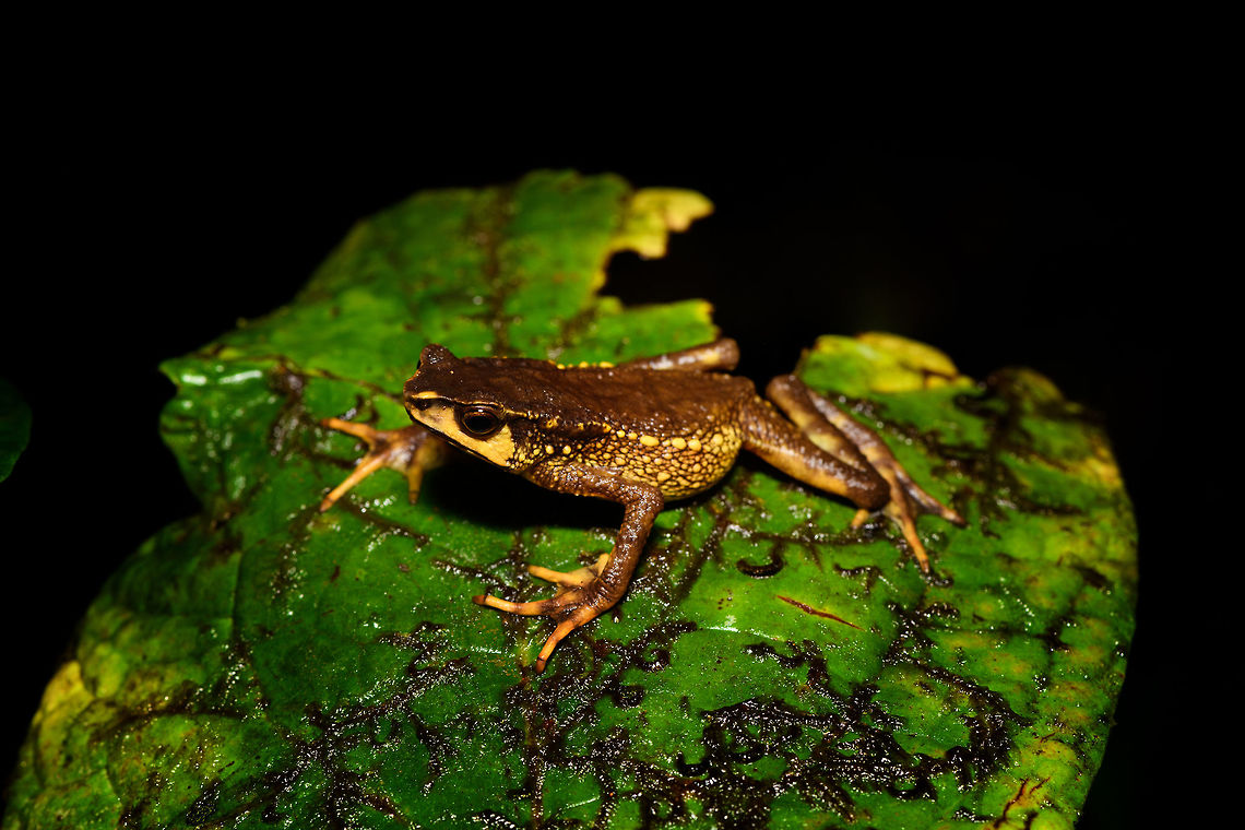 Carchi Andes toad - full body, Rio Ñambi, Colombia Let's end the Rio Ñambi coverage with a bang. Meet a very rare and critically endangered frog, the Carchi Andean Toad (Rhaebo colomai).<br />
<br />
This species was previously only known from two localities in the province of Carchi, northwestern Ecuador (Cabacera del Rio Baboso and Chical). It was first discovered and described in 1985. <br />
<br />
Within Ecuador, it was then never found again, and declared extinct. <br />
<br />
In 2015, a 3rd location was added: Reserva Río Ñambí, Colombia. Where these pictures were taken. Formally within Ecuador it is still listed as exctinct or possibly exctinct, yet there's this 2017 report of a rediscovery in Ecuador:<br />
<br />
<a href="https://noticias.usfq.edu.ec/2017/08/sapo-andino-que-se-creia-extinto-se.html" rel="nofollow">https://noticias.usfq.edu.ec/2017/08/sapo-andino-que-se-creia-extinto-se.html</a><br />
<br />
Within Ecuador, it is under severe threat as both locations there are in the middle of a major deforestation area. The last IUCN assessment is from 2016 and assumes 900 adult individuals and declining.<br />
<br />
However, within Río Ñambí it is common "enough", meaning individuals are seen almost every day. We certainly don't have a spectacular story regarding the actual discovery. It was a "oh look, there's one". It was on a leaf just above a tree trunk, directly on the edge of a path. It was calm and made no attempt to flee during our photo shoot. We didn't catch it, just left it where it was found, untouched.<br />
<br />
Even if seen regularly here, they don't seem to be photographed that often, so I'll be generous in sharing many shots.<br />
<figure class="photo"><a href="https://www.jungledragon.com/image/79250/carchi_andes_toad_-_top_view_2_rio_ambi_colombia.html" title="Carchi Andes toad - top view 2, Rio Ñambi, Colombia"><img src="https://s3.amazonaws.com/media.jungledragon.com/images/2/79250_thumb.jpg?AWSAccessKeyId=05GMT0V3GWVNE7GGM1R2&Expires=1759968010&Signature=BJkJffiMmj91T%2BJL6vmKv%2Fjfa%2BE%3D" width="200" height="134" alt="Carchi Andes toad - top view 2, Rio Ñambi, Colombia Let's end the Rio Ñambi coverage with a bang. Meet a very rare and critically endangered frog, the Carchi Andean Toad (Rhaebo colomai).<br />
<br />
This species was previously only known from two localities in the province of Carchi, northwestern Ecuador (Cabacera del Rio Baboso and Chical). It was first discovered and described in 1985. <br />
<br />
Within Ecuador, it was then never found again, and declared extinct. <br />
<br />
In 2015, a 3rd location was added: Reserva Río Ñambí, Colombia. Where these pictures were taken. Formally within Ecuador it is still listed as exctinct or possibly exctinct, yet there's this 2017 report of a rediscovery in Ecuador:<br />
<br />
https://noticias.usfq.edu.ec/2017/08/sapo-andino-que-se-creia-extinto-se.html<br />
<br />
Within Ecuador, it is under severe threat as both locations there are in the middle of a major deforestation area. The last IUCN assessment is from 2016 and assumes 900 adult individuals and declining.<br />
<br />
However, within Río Ñambí it is common "enough", meaning individuals are seen almost every day. We certainly don't have a spectacular story regarding the actual discovery. It was a "oh look, there's one". It was on a leaf just above a tree trunk, directly on the edge of a path. It was calm and made no attempt to flee during our photo shoot. We didn't catch it, just left it where it was found, untouched.<br />
<br />
Even if seen regularly here, they don't seem to be photographed that often, so I'll be generous in sharing many shots.<br />
https://www.jungledragon.com/image/79248/carchi_andes_toad_-_top_view_rio_ambi_colombia.html<br />
https://www.jungledragon.com/image/79252/carchi_andes_toad_-_full_body_rio_ambi_colombia.html<br />
https://www.jungledragon.com/image/79249/carchi_andes_toad_-_frontal_2_rio_ambi_colombia.html<br />
https://www.jungledragon.com/image/79251/carchi_andes_toad_-_frontal_rio_ambi_colombia.html<br />
https://www.jungledragon.com/image/79254/carchi_andes_toad_-_head_rio_ambi_colombia.html Carchi Andes toad,Colombia,Colombia 2018,Colombia South,Rhaebo colomai,Rio Ñambi,South America" /></a></figure><br />
<figure class="photo"><a href="https://www.jungledragon.com/image/79248/carchi_andes_toad_-_top_view_rio_ambi_colombia.html" title="Carchi Andes toad - top view, Rio Ñambi, Colombia"><img src="https://s3.amazonaws.com/media.jungledragon.com/images/2/79248_thumb.jpg?AWSAccessKeyId=05GMT0V3GWVNE7GGM1R2&Expires=1759968010&Signature=UmkRFIOnbtJ3vlqW6d8kRD5OFlM%3D" width="200" height="186" alt="Carchi Andes toad - top view, Rio Ñambi, Colombia Let's end the Rio Ñambi coverage with a bang. Meet a very rare and critically endangered frog, the Carchi Andean Toad (Rhaebo colomai).<br />
<br />
This species was previously only known from two localities in the province of Carchi, northwestern Ecuador (Cabacera del Rio Baboso and Chical). It was first discovered and described in 1985. <br />
<br />
Within Ecuador, it was then never found again, and declared extinct. <br />
<br />
In 2015, a 3rd location was added: Reserva Río Ñambí, Colombia. Where these pictures were taken. Formally within Ecuador it is still listed as exctinct or possibly exctinct, yet there's this 2017 report of a rediscovery in Ecuador:<br />
<br />
https://noticias.usfq.edu.ec/2017/08/sapo-andino-que-se-creia-extinto-se.html<br />
<br />
Within Ecuador, it is under severe threat as both locations there are in the middle of a major deforestation area. The last IUCN assessment is from 2016 and assumes 900 adult individuals and declining.<br />
<br />
However, within Río Ñambí it is common "enough", meaning individuals are seen almost every day. We certainly don't have a spectacular story regarding the actual discovery. It was a "oh look, there's one". It was on a leaf just above a tree trunk, directly on the edge of a path. It was calm and made no attempt to flee during our photo shoot. We didn't catch it, just left it where it was found, untouched.<br />
<br />
Even if seen regularly here, they don't seem to be photographed that often, so I'll be generous in sharing many shots.<br />
https://www.jungledragon.com/image/79250/carchi_andes_toad_-_top_view_2_rio_ambi_colombia.html<br />
https://www.jungledragon.com/image/79252/carchi_andes_toad_-_full_body_rio_ambi_colombia.html<br />
https://www.jungledragon.com/image/79249/carchi_andes_toad_-_frontal_2_rio_ambi_colombia.html<br />
https://www.jungledragon.com/image/79251/carchi_andes_toad_-_frontal_rio_ambi_colombia.html<br />
https://www.jungledragon.com/image/79254/carchi_andes_toad_-_head_rio_ambi_colombia.html Carchi Andes toad,Colombia,Colombia 2018,Colombia South,Fall,Geotagged,Rhaebo colomai,Rio Ñambi,South America" /></a></figure><br />
<figure class="photo"><a href="https://www.jungledragon.com/image/79249/carchi_andes_toad_-_frontal_2_rio_ambi_colombia.html" title="Carchi Andes toad - frontal 2, Rio Ñambi, Colombia"><img src="https://s3.amazonaws.com/media.jungledragon.com/images/2/79249_thumb.jpg?AWSAccessKeyId=05GMT0V3GWVNE7GGM1R2&Expires=1759968010&Signature=9Dg2%2BTb72Eek%2FaDb102B23lnP7Q%3D" width="200" height="116" alt="Carchi Andes toad - frontal 2, Rio Ñambi, Colombia Let's end the Rio Ñambi coverage with a bang. Meet a very rare and critically endangered frog, the Carchi Andean Toad (Rhaebo colomai).<br />
<br />
This species was previously only known from two localities in the province of Carchi, northwestern Ecuador (Cabacera del Rio Baboso and Chical). It was first discovered and described in 1985. <br />
<br />
Within Ecuador, it was then never found again, and declared extinct. <br />
<br />
In 2015, a 3rd location was added: Reserva Río Ñambí, Colombia. Where these pictures were taken. Formally within Ecuador it is still listed as exctinct or possibly exctinct, yet there's this 2017 report of a rediscovery in Ecuador:<br />
<br />
https://noticias.usfq.edu.ec/2017/08/sapo-andino-que-se-creia-extinto-se.html<br />
<br />
Within Ecuador, it is under severe threat as both locations there are in the middle of a major deforestation area. The last IUCN assessment is from 2016 and assumes 900 adult individuals and declining.<br />
<br />
However, within Río Ñambí it is common "enough", meaning individuals are seen almost every day. We certainly don't have a spectacular story regarding the actual discovery. It was a "oh look, there's one". It was on a leaf just above a tree trunk, directly on the edge of a path. It was calm and made no attempt to flee during our photo shoot. We didn't catch it, just left it where it was found, untouched.<br />
<br />
Even if seen regularly here, they don't seem to be photographed that often, so I'll be generous in sharing many shots.<br />
https://www.jungledragon.com/image/79250/carchi_andes_toad_-_top_view_2_rio_ambi_colombia.html<br />
https://www.jungledragon.com/image/79248/carchi_andes_toad_-_top_view_rio_ambi_colombia.html<br />
https://www.jungledragon.com/image/79252/carchi_andes_toad_-_full_body_rio_ambi_colombia.html<br />
https://www.jungledragon.com/image/79251/carchi_andes_toad_-_frontal_rio_ambi_colombia.html<br />
https://www.jungledragon.com/image/79254/carchi_andes_toad_-_head_rio_ambi_colombia.html Carchi Andes toad,Colombia,Colombia 2018,Colombia South,Rhaebo colomai,Rio Ñambi,South America" /></a></figure><br />
<figure class="photo"><a href="https://www.jungledragon.com/image/79251/carchi_andes_toad_-_frontal_rio_ambi_colombia.html" title="Carchi Andes toad - frontal, Rio Ñambi, Colombia"><img src="https://s3.amazonaws.com/media.jungledragon.com/images/2/79251_thumb.jpg?AWSAccessKeyId=05GMT0V3GWVNE7GGM1R2&Expires=1759968010&Signature=I013FQ3TZBj5PyOwOBA%2B4Kx42Do%3D" width="200" height="134" alt="Carchi Andes toad - frontal, Rio Ñambi, Colombia Let's end the Rio Ñambi coverage with a bang. Meet a very rare and critically endangered frog, the Carchi Andean Toad (Rhaebo colomai).<br />
<br />
This species was previously only known from two localities in the province of Carchi, northwestern Ecuador (Cabacera del Rio Baboso and Chical). It was first discovered and described in 1985. <br />
<br />
Within Ecuador, it was then never found again, and declared extinct. <br />
<br />
In 2015, a 3rd location was added: Reserva Río Ñambí, Colombia. Where these pictures were taken. Formally within Ecuador it is still listed as exctinct or possibly exctinct, yet there's this 2017 report of a rediscovery in Ecuador:<br />
<br />
https://noticias.usfq.edu.ec/2017/08/sapo-andino-que-se-creia-extinto-se.html<br />
<br />
Within Ecuador, it is under severe threat as both locations there are in the middle of a major deforestation area. The last IUCN assessment is from 2016 and assumes 900 adult individuals and declining.<br />
<br />
However, within Río Ñambí it is common "enough", meaning individuals are seen almost every day. We certainly don't have a spectacular story regarding the actual discovery. It was a "oh look, there's one". It was on a leaf just above a tree trunk, directly on the edge of a path. It was calm and made no attempt to flee during our photo shoot. We didn't catch it, just left it where it was found, untouched.<br />
<br />
Even if seen regularly here, they don't seem to be photographed that often, so I'll be generous in sharing many shots.<br />
https://www.jungledragon.com/image/79250/carchi_andes_toad_-_top_view_2_rio_ambi_colombia.html<br />
https://www.jungledragon.com/image/79248/carchi_andes_toad_-_top_view_rio_ambi_colombia.html<br />
https://www.jungledragon.com/image/79252/carchi_andes_toad_-_full_body_rio_ambi_colombia.html<br />
https://www.jungledragon.com/image/79249/carchi_andes_toad_-_frontal_2_rio_ambi_colombia.html<br />
https://www.jungledragon.com/image/79254/carchi_andes_toad_-_head_rio_ambi_colombia.html Carchi Andes toad,Colombia,Colombia 2018,Colombia South,Fall,Geotagged,Rhaebo colomai,Rio Ñambi,South America" /></a></figure><br />
<figure class="photo"><a href="https://www.jungledragon.com/image/79254/carchi_andes_toad_-_head_rio_ambi_colombia.html" title="Carchi Andes toad - head, Rio Ñambi, Colombia"><img src="https://s3.amazonaws.com/media.jungledragon.com/images/2/79254_thumb.jpg?AWSAccessKeyId=05GMT0V3GWVNE7GGM1R2&Expires=1759968010&Signature=KjPJA0yf7tE67BRM8gbdg71apmc%3D" width="200" height="134" alt="Carchi Andes toad - head, Rio Ñambi, Colombia Let's end the Rio Ñambi coverage with a bang. Meet a very rare and critically endangered frog, the Carchi Andean Toad (Rhaebo colomai).<br />
<br />
This species was previously only known from two localities in the province of Carchi, northwestern Ecuador (Cabacera del Rio Baboso and Chical). It was first discovered and described in 1985. <br />
<br />
Within Ecuador, it was then never found again, and declared extinct. <br />
<br />
In 2015, a 3rd location was added: Reserva Río Ñambí, Colombia. Where these pictures were taken. Formally within Ecuador it is still listed as exctinct or possibly exctinct, yet there's this 2017 report of a rediscovery in Ecuador:<br />
<br />
https://noticias.usfq.edu.ec/2017/08/sapo-andino-que-se-creia-extinto-se.html<br />
<br />
Within Ecuador, it is under severe threat as both locations there are in the middle of a major deforestation area. The last IUCN assessment is from 2016 and assumes 900 adult individuals and declining.<br />
<br />
However, within Río Ñambí it is common "enough", meaning individuals are seen almost every day. We certainly don't have a spectacular story regarding the actual discovery. It was a "oh look, there's one". It was on a leaf just above a tree trunk, directly on the edge of a path. It was calm and made no attempt to flee during our photo shoot. We didn't catch it, just left it where it was found, untouched.<br />
<br />
Even if seen regularly here, they don't seem to be photographed that often, so I'll be generous in sharing many shots.<br />
https://www.jungledragon.com/image/79250/carchi_andes_toad_-_top_view_2_rio_ambi_colombia.html<br />
https://www.jungledragon.com/image/79248/carchi_andes_toad_-_top_view_rio_ambi_colombia.html<br />
https://www.jungledragon.com/image/79252/carchi_andes_toad_-_full_body_rio_ambi_colombia.html<br />
https://www.jungledragon.com/image/79249/carchi_andes_toad_-_frontal_2_rio_ambi_colombia.html<br />
https://www.jungledragon.com/image/79251/carchi_andes_toad_-_frontal_rio_ambi_colombia.html Carchi Andes toad,Colombia,Colombia 2018,Colombia South,Fall,Geotagged,Rhaebo colomai,Rio Ñambi,South America" /></a></figure> Carchi Andes toad,Colombia,Colombia 2018,Colombia South,Rhaebo colomai,Rio Ñambi,South America