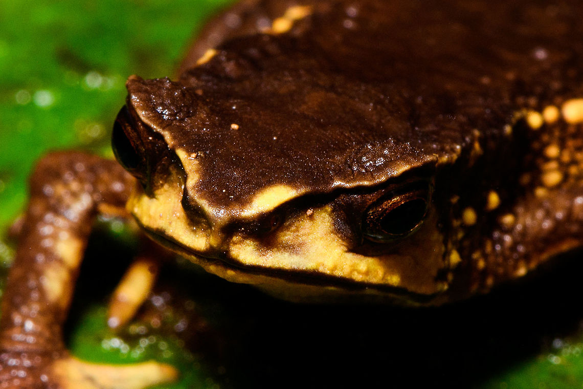 Carchi Andes toad - head, Rio Ñambi, Colombia Let&#039;s end the Rio &Ntilde;ambi coverage with a bang. Meet a very rare and critically endangered frog, the Carchi Andean Toad (Rhaebo colomai).<br />
<br />
This species was previously only known from two localities in the province of Carchi, northwestern Ecuador (Cabacera del Rio Baboso and Chical). It was first discovered and described in 1985. <br />
<br />
Within Ecuador, it was then never found again, and declared extinct. <br />
<br />
In 2015, a 3rd location was added: Reserva R&iacute;o &Ntilde;amb&iacute;, Colombia. Where these pictures were taken. Formally within Ecuador it is still listed as exctinct or possibly exctinct, yet there&#039;s this 2017 report of a rediscovery in Ecuador:<br />
<br />
<a href="https://noticias.usfq.edu.ec/2017/08/sapo-andino-que-se-creia-extinto-se.html" rel="nofollow">https://noticias.usfq.edu.ec/2017/08/sapo-andino-que-se-creia-extinto-se.html</a><br />
<br />
Within Ecuador, it is under severe threat as both locations there are in the middle of a major deforestation area. The last IUCN assessment is from 2016 and assumes 900 adult individuals and declining.<br />
<br />
However, within R&iacute;o &Ntilde;amb&iacute; it is common &quot;enough&quot;, meaning individuals are seen almost every day. We certainly don&#039;t have a spectacular story regarding the actual discovery. It was a &quot;oh look, there&#039;s one&quot;. It was on a leaf just above a tree trunk, directly on the edge of a path. It was calm and made no attempt to flee during our photo shoot. We didn&#039;t catch it, just left it where it was found, untouched.<br />
<br />
Even if seen regularly here, they don&#039;t seem to be photographed that often, so I&#039;ll be generous in sharing many shots.<br />
<figure class="photo"><a href="https://www.jungledragon.com/image/79250/carchi_andes_toad_-_top_view_2_rio_ambi_colombia.html" title="Carchi Andes toad - top view 2, Rio &Ntilde;ambi, Colombia"><img src="https://s3.amazonaws.com/media.jungledragon.com/images/2/79250_thumb.jpg?AWSAccessKeyId=05GMT0V3GWVNE7GGM1R2&Expires=1759968010&Signature=BJkJffiMmj91T%2BJL6vmKv%2Fjfa%2BE%3D" width="200" height="134" alt="Carchi Andes toad - top view 2, Rio &Ntilde;ambi, Colombia Let&#039;s end the Rio &Ntilde;ambi coverage with a bang. Meet a very rare and critically endangered frog, the Carchi Andean Toad (Rhaebo colomai).<br />
<br />
This species was previously only known from two localities in the province of Carchi, northwestern Ecuador (Cabacera del Rio Baboso and Chical). It was first discovered and described in 1985. <br />
<br />
Within Ecuador, it was then never found again, and declared extinct. <br />
<br />
In 2015, a 3rd location was added: Reserva R&iacute;o &Ntilde;amb&iacute;, Colombia. Where these pictures were taken. Formally within Ecuador it is still listed as exctinct or possibly exctinct, yet there&#039;s this 2017 report of a rediscovery in Ecuador:<br />
<br />
https://noticias.usfq.edu.ec/2017/08/sapo-andino-que-se-creia-extinto-se.html<br />
<br />
Within Ecuador, it is under severe threat as both locations there are in the middle of a major deforestation area. The last IUCN assessment is from 2016 and assumes 900 adult individuals and declining.<br />
<br />
However, within R&iacute;o &Ntilde;amb&iacute; it is common &quot;enough&quot;, meaning individuals are seen almost every day. We certainly don&#039;t have a spectacular story regarding the actual discovery. It was a &quot;oh look, there&#039;s one&quot;. It was on a leaf just above a tree trunk, directly on the edge of a path. It was calm and made no attempt to flee during our photo shoot. We didn&#039;t catch it, just left it where it was found, untouched.<br />
<br />
Even if seen regularly here, they don&#039;t seem to be photographed that often, so I&#039;ll be generous in sharing many shots.<br />
https://www.jungledragon.com/image/79248/carchi_andes_toad_-_top_view_rio_ambi_colombia.html<br />
https://www.jungledragon.com/image/79252/carchi_andes_toad_-_full_body_rio_ambi_colombia.html<br />
https://www.jungledragon.com/image/79249/carchi_andes_toad_-_frontal_2_rio_ambi_colombia.html<br />
https://www.jungledragon.com/image/79251/carchi_andes_toad_-_frontal_rio_ambi_colombia.html<br />
https://www.jungledragon.com/image/79254/carchi_andes_toad_-_head_rio_ambi_colombia.html Carchi Andes toad,Colombia,Colombia 2018,Colombia South,Rhaebo colomai,Rio &Ntilde;ambi,South America" /></a></figure><br />
<figure class="photo"><a href="https://www.jungledragon.com/image/79248/carchi_andes_toad_-_top_view_rio_ambi_colombia.html" title="Carchi Andes toad - top view, Rio &Ntilde;ambi, Colombia"><img src="https://s3.amazonaws.com/media.jungledragon.com/images/2/79248_thumb.jpg?AWSAccessKeyId=05GMT0V3GWVNE7GGM1R2&Expires=1759968010&Signature=UmkRFIOnbtJ3vlqW6d8kRD5OFlM%3D" width="200" height="186" alt="Carchi Andes toad - top view, Rio &Ntilde;ambi, Colombia Let&#039;s end the Rio &Ntilde;ambi coverage with a bang. Meet a very rare and critically endangered frog, the Carchi Andean Toad (Rhaebo colomai).<br />
<br />
This species was previously only known from two localities in the province of Carchi, northwestern Ecuador (Cabacera del Rio Baboso and Chical). It was first discovered and described in 1985. <br />
<br />
Within Ecuador, it was then never found again, and declared extinct. <br />
<br />
In 2015, a 3rd location was added: Reserva R&iacute;o &Ntilde;amb&iacute;, Colombia. Where these pictures were taken. Formally within Ecuador it is still listed as exctinct or possibly exctinct, yet there&#039;s this 2017 report of a rediscovery in Ecuador:<br />
<br />
https://noticias.usfq.edu.ec/2017/08/sapo-andino-que-se-creia-extinto-se.html<br />
<br />
Within Ecuador, it is under severe threat as both locations there are in the middle of a major deforestation area. The last IUCN assessment is from 2016 and assumes 900 adult individuals and declining.<br />
<br />
However, within R&iacute;o &Ntilde;amb&iacute; it is common &quot;enough&quot;, meaning individuals are seen almost every day. We certainly don&#039;t have a spectacular story regarding the actual discovery. It was a &quot;oh look, there&#039;s one&quot;. It was on a leaf just above a tree trunk, directly on the edge of a path. It was calm and made no attempt to flee during our photo shoot. We didn&#039;t catch it, just left it where it was found, untouched.<br />
<br />
Even if seen regularly here, they don&#039;t seem to be photographed that often, so I&#039;ll be generous in sharing many shots.<br />
https://www.jungledragon.com/image/79250/carchi_andes_toad_-_top_view_2_rio_ambi_colombia.html<br />
https://www.jungledragon.com/image/79252/carchi_andes_toad_-_full_body_rio_ambi_colombia.html<br />
https://www.jungledragon.com/image/79249/carchi_andes_toad_-_frontal_2_rio_ambi_colombia.html<br />
https://www.jungledragon.com/image/79251/carchi_andes_toad_-_frontal_rio_ambi_colombia.html<br />
https://www.jungledragon.com/image/79254/carchi_andes_toad_-_head_rio_ambi_colombia.html Carchi Andes toad,Colombia,Colombia 2018,Colombia South,Fall,Geotagged,Rhaebo colomai,Rio &Ntilde;ambi,South America" /></a></figure><br />
<figure class="photo"><a href="https://www.jungledragon.com/image/79252/carchi_andes_toad_-_full_body_rio_ambi_colombia.html" title="Carchi Andes toad - full body, Rio &Ntilde;ambi, Colombia"><img src="https://s3.amazonaws.com/media.jungledragon.com/images/2/79252_thumb.jpg?AWSAccessKeyId=05GMT0V3GWVNE7GGM1R2&Expires=1759968010&Signature=9c%2BTr%2BnHZjAzWr15MKxbwt7p%2Bpg%3D" width="200" height="134" alt="Carchi Andes toad - full body, Rio &Ntilde;ambi, Colombia Let&#039;s end the Rio &Ntilde;ambi coverage with a bang. Meet a very rare and critically endangered frog, the Carchi Andean Toad (Rhaebo colomai).<br />
<br />
This species was previously only known from two localities in the province of Carchi, northwestern Ecuador (Cabacera del Rio Baboso and Chical). It was first discovered and described in 1985. <br />
<br />
Within Ecuador, it was then never found again, and declared extinct. <br />
<br />
In 2015, a 3rd location was added: Reserva R&iacute;o &Ntilde;amb&iacute;, Colombia. Where these pictures were taken. Formally within Ecuador it is still listed as exctinct or possibly exctinct, yet there&#039;s this 2017 report of a rediscovery in Ecuador:<br />
<br />
https://noticias.usfq.edu.ec/2017/08/sapo-andino-que-se-creia-extinto-se.html<br />
<br />
Within Ecuador, it is under severe threat as both locations there are in the middle of a major deforestation area. The last IUCN assessment is from 2016 and assumes 900 adult individuals and declining.<br />
<br />
However, within R&iacute;o &Ntilde;amb&iacute; it is common &quot;enough&quot;, meaning individuals are seen almost every day. We certainly don&#039;t have a spectacular story regarding the actual discovery. It was a &quot;oh look, there&#039;s one&quot;. It was on a leaf just above a tree trunk, directly on the edge of a path. It was calm and made no attempt to flee during our photo shoot. We didn&#039;t catch it, just left it where it was found, untouched.<br />
<br />
Even if seen regularly here, they don&#039;t seem to be photographed that often, so I&#039;ll be generous in sharing many shots.<br />
https://www.jungledragon.com/image/79250/carchi_andes_toad_-_top_view_2_rio_ambi_colombia.html<br />
https://www.jungledragon.com/image/79248/carchi_andes_toad_-_top_view_rio_ambi_colombia.html<br />
https://www.jungledragon.com/image/79249/carchi_andes_toad_-_frontal_2_rio_ambi_colombia.html<br />
https://www.jungledragon.com/image/79251/carchi_andes_toad_-_frontal_rio_ambi_colombia.html<br />
https://www.jungledragon.com/image/79254/carchi_andes_toad_-_head_rio_ambi_colombia.html Carchi Andes toad,Colombia,Colombia 2018,Colombia South,Rhaebo colomai,Rio &Ntilde;ambi,South America" /></a></figure><br />
<figure class="photo"><a href="https://www.jungledragon.com/image/79249/carchi_andes_toad_-_frontal_2_rio_ambi_colombia.html" title="Carchi Andes toad - frontal 2, Rio &Ntilde;ambi, Colombia"><img src="https://s3.amazonaws.com/media.jungledragon.com/images/2/79249_thumb.jpg?AWSAccessKeyId=05GMT0V3GWVNE7GGM1R2&Expires=1759968010&Signature=9Dg2%2BTb72Eek%2FaDb102B23lnP7Q%3D" width="200" height="116" alt="Carchi Andes toad - frontal 2, Rio &Ntilde;ambi, Colombia Let&#039;s end the Rio &Ntilde;ambi coverage with a bang. Meet a very rare and critically endangered frog, the Carchi Andean Toad (Rhaebo colomai).<br />
<br />
This species was previously only known from two localities in the province of Carchi, northwestern Ecuador (Cabacera del Rio Baboso and Chical). It was first discovered and described in 1985. <br />
<br />
Within Ecuador, it was then never found again, and declared extinct. <br />
<br />
In 2015, a 3rd location was added: Reserva R&iacute;o &Ntilde;amb&iacute;, Colombia. Where these pictures were taken. Formally within Ecuador it is still listed as exctinct or possibly exctinct, yet there&#039;s this 2017 report of a rediscovery in Ecuador:<br />
<br />
https://noticias.usfq.edu.ec/2017/08/sapo-andino-que-se-creia-extinto-se.html<br />
<br />
Within Ecuador, it is under severe threat as both locations there are in the middle of a major deforestation area. The last IUCN assessment is from 2016 and assumes 900 adult individuals and declining.<br />
<br />
However, within R&iacute;o &Ntilde;amb&iacute; it is common &quot;enough&quot;, meaning individuals are seen almost every day. We certainly don&#039;t have a spectacular story regarding the actual discovery. It was a &quot;oh look, there&#039;s one&quot;. It was on a leaf just above a tree trunk, directly on the edge of a path. It was calm and made no attempt to flee during our photo shoot. We didn&#039;t catch it, just left it where it was found, untouched.<br />
<br />
Even if seen regularly here, they don&#039;t seem to be photographed that often, so I&#039;ll be generous in sharing many shots.<br />
https://www.jungledragon.com/image/79250/carchi_andes_toad_-_top_view_2_rio_ambi_colombia.html<br />
https://www.jungledragon.com/image/79248/carchi_andes_toad_-_top_view_rio_ambi_colombia.html<br />
https://www.jungledragon.com/image/79252/carchi_andes_toad_-_full_body_rio_ambi_colombia.html<br />
https://www.jungledragon.com/image/79251/carchi_andes_toad_-_frontal_rio_ambi_colombia.html<br />
https://www.jungledragon.com/image/79254/carchi_andes_toad_-_head_rio_ambi_colombia.html Carchi Andes toad,Colombia,Colombia 2018,Colombia South,Rhaebo colomai,Rio &Ntilde;ambi,South America" /></a></figure><br />
<figure class="photo"><a href="https://www.jungledragon.com/image/79251/carchi_andes_toad_-_frontal_rio_ambi_colombia.html" title="Carchi Andes toad - frontal, Rio &Ntilde;ambi, Colombia"><img src="https://s3.amazonaws.com/media.jungledragon.com/images/2/79251_thumb.jpg?AWSAccessKeyId=05GMT0V3GWVNE7GGM1R2&Expires=1759968010&Signature=I013FQ3TZBj5PyOwOBA%2B4Kx42Do%3D" width="200" height="134" alt="Carchi Andes toad - frontal, Rio &Ntilde;ambi, Colombia Let&#039;s end the Rio &Ntilde;ambi coverage with a bang. Meet a very rare and critically endangered frog, the Carchi Andean Toad (Rhaebo colomai).<br />
<br />
This species was previously only known from two localities in the province of Carchi, northwestern Ecuador (Cabacera del Rio Baboso and Chical). It was first discovered and described in 1985. <br />
<br />
Within Ecuador, it was then never found again, and declared extinct. <br />
<br />
In 2015, a 3rd location was added: Reserva R&iacute;o &Ntilde;amb&iacute;, Colombia. Where these pictures were taken. Formally within Ecuador it is still listed as exctinct or possibly exctinct, yet there&#039;s this 2017 report of a rediscovery in Ecuador:<br />
<br />
https://noticias.usfq.edu.ec/2017/08/sapo-andino-que-se-creia-extinto-se.html<br />
<br />
Within Ecuador, it is under severe threat as both locations there are in the middle of a major deforestation area. The last IUCN assessment is from 2016 and assumes 900 adult individuals and declining.<br />
<br />
However, within R&iacute;o &Ntilde;amb&iacute; it is common &quot;enough&quot;, meaning individuals are seen almost every day. We certainly don&#039;t have a spectacular story regarding the actual discovery. It was a &quot;oh look, there&#039;s one&quot;. It was on a leaf just above a tree trunk, directly on the edge of a path. It was calm and made no attempt to flee during our photo shoot. We didn&#039;t catch it, just left it where it was found, untouched.<br />
<br />
Even if seen regularly here, they don&#039;t seem to be photographed that often, so I&#039;ll be generous in sharing many shots.<br />
https://www.jungledragon.com/image/79250/carchi_andes_toad_-_top_view_2_rio_ambi_colombia.html<br />
https://www.jungledragon.com/image/79248/carchi_andes_toad_-_top_view_rio_ambi_colombia.html<br />
https://www.jungledragon.com/image/79252/carchi_andes_toad_-_full_body_rio_ambi_colombia.html<br />
https://www.jungledragon.com/image/79249/carchi_andes_toad_-_frontal_2_rio_ambi_colombia.html<br />
https://www.jungledragon.com/image/79254/carchi_andes_toad_-_head_rio_ambi_colombia.html Carchi Andes toad,Colombia,Colombia 2018,Colombia South,Fall,Geotagged,Rhaebo colomai,Rio &Ntilde;ambi,South America" /></a></figure> Carchi Andes toad,Colombia,Colombia 2018,Colombia South,Fall,Geotagged,Rhaebo colomai,Rio Ñambi,South America