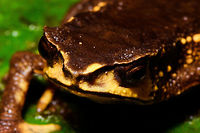 Carchi Andes toad - head, Rio Ñambi, Colombia Let's end the Rio Ñambi coverage with a bang. Meet a very rare and critically endangered frog, the Carchi Andean Toad (Rhaebo colomai).<br />
<br />
This species was previously only known from two localities in the province of Carchi, northwestern Ecuador (Cabacera del Rio Baboso and Chical). It was first discovered and described in 1985. <br />
<br />
Within Ecuador, it was then never found again, and declared extinct. <br />
<br />
In 2015, a 3rd location was added: Reserva Río Ñambí, Colombia. Where these pictures were taken. Formally within Ecuador it is still listed as exctinct or possibly exctinct, yet there's this 2017 report of a rediscovery in Ecuador:<br />
<br />
https://noticias.usfq.edu.ec/2017/08/sapo-andino-que-se-creia-extinto-se.html<br />
<br />
Within Ecuador, it is under severe threat as both locations there are in the middle of a major deforestation area. The last IUCN assessment is from 2016 and assumes 900 adult individuals and declining.<br />
<br />
However, within Río Ñambí it is common "enough", meaning individuals are seen almost every day. We certainly don't have a spectacular story regarding the actual discovery. It was a "oh look, there's one". It was on a leaf just above a tree trunk, directly on the edge of a path. It was calm and made no attempt to flee during our photo shoot. We didn't catch it, just left it where it was found, untouched.<br />
<br />
Even if seen regularly here, they don't seem to be photographed that often, so I'll be generous in sharing many shots.<br />
https://www.jungledragon.com/image/79250/carchi_andes_toad_-_top_view_2_rio_ambi_colombia.html<br />
https://www.jungledragon.com/image/79248/carchi_andes_toad_-_top_view_rio_ambi_colombia.html<br />
https://www.jungledragon.com/image/79252/carchi_andes_toad_-_full_body_rio_ambi_colombia.html<br />
https://www.jungledragon.com/image/79249/carchi_andes_toad_-_frontal_2_rio_ambi_colombia.html<br />
https://www.jungledragon.com/image/79251/carchi_andes_toad_-_frontal_rio_ambi_colombia.html Carchi Andes toad,Colombia,Colombia 2018,Colombia South,Fall,Geotagged,Rhaebo colomai,Rio Ñambi,South America
