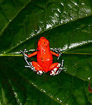Little Devil Poison Frog (Diablito) ~ El Pangan - top view, Rio Ñambi, Colombia For this day, we only have a single observation, yet it is a beautiful one and a much needed happy ending of an "interesting" day.<br />
<br />
In the morning, we exited the Rio Ñambi Reserve, which took us about 2 hours. We didn't take any photos on the way out, the goal was to transit instead. After a cold coke and salty chips (always great when reconnecting with civilization) we happened to be near a security council meeting, where local organizations were discussing the security situation of the area and how to improve its reputation. We were invited into the meeting and gave our impression of the situation, from a tourist perspective. They were happy to learn that we did not feel unsafe here.<br />
<br />
After that, we made way to an elementary school full of kids. They looked a little shocked to see us pale smelly giants that just came out of the jungle. The classroom was plastered with posters and marketing material of one stunning frog. A specific morph of Oophaga sylvatica. The morph is named "El Pangan". Yet even this morph has an amazing variation and the one shown on the posters in particular was only to be found here. The kids were contributing to the conservation of this frog by selling handcrafted toys that resemble the frog, as a way to counter poaching.<br />
<br />
We had no idea about this frog, and only at this point we learned about the plan to try and find them nearby, it was not described in the programme. We made way to a corner of a highway where we parked. The place looked like a dump, full of trash, yet it had an entry path into the forest.<br />
<br />
Armed with the frog's call on playback, we had Manuel (our main guide) and Miguel (local herping guide) trying hard to find it. The path was extremely muddy and narrow. We immediately came across several workers in the forest, carrying big wooden planks out of the forest. <br />
<br />
After an hour or so, still no sign of the frog, and at this point, one of the worker's charged us an entrance fee, claiming they own this land. A tiny extortion, but one I found very upsetting. Even more upsetting was the workers' waste littered all over the forest, tons of plastic bottles everywhere. Since I suck at finding poison frogs, I decided to collect them in a plastic bag. <br />
<br />
With no frog in sight anywhere and not a single call returned, we gave up and turned around. Just before we were back to the car, Manuel claimed he thought he did hear it further back, and returned into the forest, asking us to wait by the car.<br />
<br />
The wait took forever. We were in a smelly, hot place, rain hammering down and insects had no mercy on attacking us. The longer we had to wait, the more paranoid I became. What if these workers are creating new plans to rob us? We're practically begging for it by staying here so long and given a car full of valuables. I even took my memory cards out and put them on my body, just in case. <br />
<br />
I started to get worried about Manuel and Miguel as the wait took longer. I called Manuel. Luckily, he was fine. Five minutes from meeting us again, yet they did not find the frog. We packed up our gear and sat in the car, waiting for him to appear out of the forest.<br />
<br />
I saw him appear, approaching the car. Good, we can finally get out of this shithole. He walked strangely slow. He didn't look defeated at all, smirking instead. And why would he have his hands behind his back?<br />
<br />
Wait...no...my brain already knew what happened but I was so upset that it took a few additional seconds to connect the dots. He found diablito! Between me calling him and him taking the final few steps out of the forest, it jumped right in front of him, directly on the path. <br />
<br />
Needless to say, this saved the day. All credit to Manuel Espejo, who never quits and always knows how to turn the worst of days into a highlight.<br />
<br />
Afterwards, we returned to the children in the school. They were all like "ooohhhh" and "ahhhhh" and "bloody hell you stink, get away from me".<br />
<br />
The dramatic color variation of Oophaga species is well known, yet still poorly understood. Oophaga sylvatica is absurdly diverse:<br />
https://featuredcreature.com/wp-content/uploads/2012/10/Screen+shot+2011-07-16+at+3.02.06+PM2.png<br />
<br />
This is the best study I could find trying to explain this phenomenon:<br />
https://www.ncbi.nlm.nih.gov/pmc/articles/PMC5696431/<br />
<br />
The short conclusion: the combination of climate gradients, within-population sexual selection and natural barriers (typical of the Andes) likely all play a role, yet no clear conclusion on why the variation is so spectacularly strong.<br />
<br />
https://www.jungledragon.com/image/79264/little_devil_poison_frog_diablito_el_pangan_-_side_view_rio_ambi_colombia.html<br />
https://www.jungledragon.com/image/79265/little_devil_poison_frog_diablito_el_pangan_-_front_view_rio_ambi_colombia.html<br />
https://www.jungledragon.com/image/79266/little_devil_poison_frog_diablito_el_pangan_-_full_scene_rio_ambi_colombia.html<br />
https://www.jungledragon.com/image/79267/little_devil_poison_frog_diablito_el_pangan_-_head_rio_ambi_colombia.html<br />
https://www.jungledragon.com/image/79268/little_devil_poison_frog_diablito_el_pangan_-_side_view_2_rio_ambi_colombia.html<br />
https://www.jungledragon.com/image/79269/little_devil_poison_frog_diablito_el_pangan_-_front_view_2_rio_ambi_colombia.html Colombia,Colombia 2018,Colombia South,Oophaga sylvatica,Rio Ñambi,South America,World