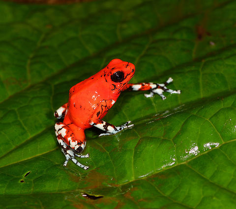 Little devil poison frog