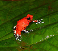 Little Devil Poison Frog (Diablito) ~ El Pangan - side view, Rio Ñambi, Colombia For this day, we only have a single observation, yet it is a beautiful one and a much needed happy ending of an "interesting" day.<br />
<br />
In the morning, we exited the Rio Ñambi Reserve, which took us about 2 hours. We didn't take any photos on the way out, the goal was to transit instead. After a cold coke and salty chips (always great when reconnecting with civilization) we happened to be near a security council meeting, where local organizations were discussing the security situation of the area and how to improve its reputation. We were invited into the meeting and gave our impression of the situation, from a tourist perspective. They were happy to learn that we did not feel unsafe here.<br />
<br />
After that, we made way to an elementary school full of kids. They looked a little shocked to see us pale smelly giants that just came out of the jungle. The classroom was plastered with posters and marketing material of one stunning frog. A specific morph of Oophaga sylvatica. The morph is named "El Pangan". Yet even this morph has an amazing variation and the one shown on the posters in particular was only to be found here. The kids were contributing to the conservation of this frog by selling handcrafted toys that resemble the frog, as a way to counter poaching.<br />
<br />
We had no idea about this frog, and only at this point we learned about the plan to try and find them nearby, it was not described in the programme. We made way to a corner of a highway where we parked. The place looked like a dump, full of trash, yet it had an entry path into the forest.<br />
<br />
Armed with the frog's call on playback, we had Manuel (our main guide) and Miguel (local herping guide) trying hard to find it. The path was extremely muddy and narrow. We immediately came across several workers in the forest, carrying big wooden planks out of the forest. <br />
<br />
After an hour or so, still no sign of the frog, and at this point, one of the worker's charged us an entrance fee, claiming they own this land. A tiny extortion, but one I found very upsetting. Even more upsetting was the workers' waste littered all over the forest, tons of plastic bottles everywhere. Since I suck at finding poison frogs, I decided to collect them in a plastic bag. <br />
<br />
With no frog in sight anywhere and not a single call returned, we gave up and turned around. Just before we were back to the car, Manuel claimed he thought he did hear it further back, and returned into the forest, asking us to wait by the car.<br />
<br />
The wait took forever. We were in a smelly, hot place, rain hammering down and insects had no mercy on attacking us. The longer we had to wait, the more paranoid I became. What if these workers are creating new plans to rob us? We're practically begging for it by staying here so long and given a car full of valuables. I even took my memory cards out and put them on my body, just in case. <br />
<br />
I started to get worried about Manuel and Miguel as the wait took longer. I called Manuel. Luckily, he was fine. Five minutes from meeting us again, yet they did not find the frog. We packed up our gear and sat in the car, waiting for him to appear out of the forest.<br />
<br />
I saw him appear, approaching the car. Good, we can finally get out of this shithole. He walked strangely slow. He didn't look defeated at all, smirking instead. And why would he have his hands behind his back?<br />
<br />
Wait...no...my brain already knew what happened but I was so upset that it took a few additional seconds to connect the dots. He found diablito! Between me calling him and him taking the final few steps out of the forest, it jumped right in front of him, directly on the path. <br />
<br />
Needless to say, this saved the day. All credit to Manuel Espejo, who never quits and always knows how to turn the worst of days into a highlight.<br />
<br />
Afterwards, we returned to the children in the school. They were all like "ooohhhh" and "ahhhhh" and "bloody hell you stink, get away from me".<br />
<br />
The dramatic color variation of Oophaga species is well known, yet still poorly understood. Oophaga sylvatica is absurdly diverse:<br />
https://featuredcreature.com/wp-content/uploads/2012/10/Screen+shot+2011-07-16+at+3.02.06+PM2.png<br />
<br />
This is the best study I could find trying to explain this phenomenon:<br />
https://www.ncbi.nlm.nih.gov/pmc/articles/PMC5696431/<br />
<br />
The short conclusion: the combination of climate gradients, within-population sexual selection and natural barriers (typical of the Andes) likely all play a role, yet no clear conclusion on why the variation is so spectacularly strong.<br />
<br />
https://www.jungledragon.com/image/79263/little_devil_poison_frog_diablito_el_pangan_-_top_view_rio_ambi_colombia.html<br />
https://www.jungledragon.com/image/79265/little_devil_poison_frog_diablito_el_pangan_-_front_view_rio_ambi_colombia.html<br />
https://www.jungledragon.com/image/79266/little_devil_poison_frog_diablito_el_pangan_-_full_scene_rio_ambi_colombia.html<br />
https://www.jungledragon.com/image/79267/little_devil_poison_frog_diablito_el_pangan_-_head_rio_ambi_colombia.html<br />
https://www.jungledragon.com/image/79268/little_devil_poison_frog_diablito_el_pangan_-_side_view_2_rio_ambi_colombia.html<br />
https://www.jungledragon.com/image/79269/little_devil_poison_frog_diablito_el_pangan_-_front_view_2_rio_ambi_colombia.html Colombia,Colombia 2018,Colombia South,Little devil poison frog,Oophaga sylvatica,Rio Ñambi,South America,World