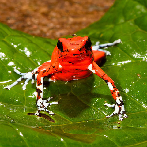 Little Devil Poison Frog (Diablito) ~ El Pangan - front view, Rio &Ntilde;ambi, Colombia For this day, we only have a single observation, yet it is a beautiful one and a much needed happy ending of an "interesting" day.

In the morning, we exited the Rio &Ntilde;ambi Reserve, which took us about 2 hours. We didn't take any photos on the way out, the goal was to transit instead. After a cold coke and salty chips (always great when reconnecting with civilization) we happened to be near a security council meeting, where local organizations were discussing the security situation of the area and how to improve its reputation. We were invited into the meeting and gave our impression of the situation, from a tourist perspective. They were happy to learn that we did not feel unsafe here.

After that, we made way to an elementary school full of kids. They looked a little shocked to see us pale smelly giants that just came out of the jungle. The classroom was plastered with posters and marketing material of one stunning frog. A specific morph of Oophaga sylvatica. The morph is named "El Pangan". Yet even this morph has an amazing variation and the one shown on the posters in particular was only to be found here. The kids were contributing to the conservation of this frog by selling handcrafted toys that resemble the frog, as a way to counter poaching.

We had no idea about this frog, and only at this point we learned about the plan to try and find them nearby, it was not described in the programme. We made way to a corner of a highway where we parked. The place looked like a dump, full of trash, yet it had an entry path into the forest.

Armed with the frog's call on playback, we had Manuel (our main guide) and Miguel (local herping guide) trying hard to find it. The path was extremely muddy and narrow. We immediately came across several workers in the forest, carrying big wooden planks out of the forest. 

After an hour or so, still no sign of the frog, and at this point, one of the worker's charged us an entrance fee, claiming they own this land. A tiny extortion, but one I found very upsetting. Even more upsetting was the workers' waste littered all over the forest, tons of plastic bottles everywhere. Since I suck at finding poison frogs, I decided to collect them in a plastic bag. 

With no frog in sight anywhere and not a single call returned, we gave up and turned around. Just before we were back to the car, Manuel claimed he thought he did hear it further back, and returned into the forest, asking us to wait by the car.

The wait took forever. We were in a smelly, hot place, rain hammering down and insects had no mercy on attacking us. The longer we had to wait, the more paranoid I became. What if these workers are creating new plans to rob us? We're practically begging for it by staying here so long and given a car full of valuables. I even took my memory cards out and put them on my body, just in case. 

I started to get worried about Manuel and Miguel as the wait took longer. I called Manuel. Luckily, he was fine. Five minutes from meeting us again, yet they did not find the frog. We packed up our gear and sat in the car, waiting for him to appear out of the forest.

I saw him appear, approaching the car. Good, we can finally get out of this shithole. He walked strangely slow. He didn't look defeated at all, smirking instead. And why would he have his hands behind his back?

Wait...no...my brain already knew what happened but I was so upset that it took a few additional seconds to connect the dots. He found diablito! Between me calling him and him taking the final few steps out of the forest, it jumped right in front of him, directly on the path. 

Needless to say, this saved the day. All credit to Manuel Espejo, who never quits and always knows how to turn the worst of days into a highlight.

Afterwards, we returned to the children in the school. They were all like "ooohhhh" and "ahhhhh" and "bloody hell you stink, get away from me".

The dramatic color variation of Oophaga species is well known, yet still poorly understood. Oophaga sylvatica is absurdly diverse:
https://featuredcreature.com/wp-content/uploads/2012/10/Screen+shot+2011-07-16+at+3.02.06+PM2.png

This is the best study I could find trying to explain this phenomenon:
https://www.ncbi.nlm.nih.gov/pmc/articles/PMC5696431/

The short conclusion: the combination of climate gradients, within-population sexual selection and natural barriers (typical of the Andes) likely all play a role, yet no clear conclusion on why the variation is so spectacularly strong.

https://www.jungledragon.com/image/79263/little_devil_poison_frog_diablito_el_pangan_-_top_view_rio_ambi_colombia.html
https://www.jungledragon.com/image/79264/little_devil_poison_frog_diablito_el_pangan_-_side_view_rio_ambi_colombia.html
https://www.jungledragon.com/image/79266/little_devil_poison_frog_diablito_el_pangan_-_full_scene_rio_ambi_colombia.html
https://www.jungledragon.com/image/79267/little_devil_poison_frog_diablito_el_pangan_-_head_rio_ambi_colombia.html
https://www.jungledragon.com/image/79268/little_devil_poison_frog_diablito_el_pangan_-_side_view_2_rio_ambi_colombia.html
https://www.jungledragon.com/image/79269/little_devil_poison_frog_diablito_el_pangan_-_front_view_2_rio_ambi_colombia.html Colombia,Colombia 2018,Colombia South,Little devil poison frog,Oophaga sylvatica,Rio &Ntilde;ambi,South America,World