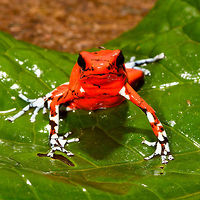 Little Devil Poison Frog (Diablito) ~ El Pangan - front view, Rio &Ntilde;ambi, Colombia For this day, we only have a single observation, yet it is a beautiful one and a much needed happy ending of an "interesting" day.<br />
<br />
In the morning, we exited the Rio &Ntilde;ambi Reserve, which took us about 2 hours. We didn't take any photos on the way out, the goal was to transit instead. After a cold coke and salty chips (always great when reconnecting with civilization) we happened to be near a security council meeting, where local organizations were discussing the security situation of the area and how to improve its reputation. We were invited into the meeting and gave our impression of the situation, from a tourist perspective. They were happy to learn that we did not feel unsafe here.<br />
<br />
After that, we made way to an elementary school full of kids. They looked a little shocked to see us pale smelly giants that just came out of the jungle. The classroom was plastered with posters and marketing material of one stunning frog. A specific morph of Oophaga sylvatica. The morph is named "El Pangan". Yet even this morph has an amazing variation and the one shown on the posters in particular was only to be found here. The kids were contributing to the conservation of this frog by selling handcrafted toys that resemble the frog, as a way to counter poaching.<br />
<br />
We had no idea about this frog, and only at this point we learned about the plan to try and find them nearby, it was not described in the programme. We made way to a corner of a highway where we parked. The place looked like a dump, full of trash, yet it had an entry path into the forest.<br />
<br />
Armed with the frog's call on playback, we had Manuel (our main guide) and Miguel (local herping guide) trying hard to find it. The path was extremely muddy and narrow. We immediately came across several workers in the forest, carrying big wooden planks out of the forest. <br />
<br />
After an hour or so, still no sign of the frog, and at this point, one of the worker's charged us an entrance fee, claiming they own this land. A tiny extortion, but one I found very upsetting. Even more upsetting was the workers' waste littered all over the forest, tons of plastic bottles everywhere. Since I suck at finding poison frogs, I decided to collect them in a plastic bag. <br />
<br />
With no frog in sight anywhere and not a single call returned, we gave up and turned around. Just before we were back to the car, Manuel claimed he thought he did hear it further back, and returned into the forest, asking us to wait by the car.<br />
<br />
The wait took forever. We were in a smelly, hot place, rain hammering down and insects had no mercy on attacking us. The longer we had to wait, the more paranoid I became. What if these workers are creating new plans to rob us? We're practically begging for it by staying here so long and given a car full of valuables. I even took my memory cards out and put them on my body, just in case. <br />
<br />
I started to get worried about Manuel and Miguel as the wait took longer. I called Manuel. Luckily, he was fine. Five minutes from meeting us again, yet they did not find the frog. We packed up our gear and sat in the car, waiting for him to appear out of the forest.<br />
<br />
I saw him appear, approaching the car. Good, we can finally get out of this shithole. He walked strangely slow. He didn't look defeated at all, smirking instead. And why would he have his hands behind his back?<br />
<br />
Wait...no...my brain already knew what happened but I was so upset that it took a few additional seconds to connect the dots. He found diablito! Between me calling him and him taking the final few steps out of the forest, it jumped right in front of him, directly on the path. <br />
<br />
Needless to say, this saved the day. All credit to Manuel Espejo, who never quits and always knows how to turn the worst of days into a highlight.<br />
<br />
Afterwards, we returned to the children in the school. They were all like "ooohhhh" and "ahhhhh" and "bloody hell you stink, get away from me".<br />
<br />
The dramatic color variation of Oophaga species is well known, yet still poorly understood. Oophaga sylvatica is absurdly diverse:<br />
https://featuredcreature.com/wp-content/uploads/2012/10/Screen+shot+2011-07-16+at+3.02.06+PM2.png<br />
<br />
This is the best study I could find trying to explain this phenomenon:<br />
https://www.ncbi.nlm.nih.gov/pmc/articles/PMC5696431/<br />
<br />
The short conclusion: the combination of climate gradients, within-population sexual selection and natural barriers (typical of the Andes) likely all play a role, yet no clear conclusion on why the variation is so spectacularly strong.<br />
<br />
https://www.jungledragon.com/image/79263/little_devil_poison_frog_diablito_el_pangan_-_top_view_rio_ambi_colombia.html<br />
https://www.jungledragon.com/image/79264/little_devil_poison_frog_diablito_el_pangan_-_side_view_rio_ambi_colombia.html<br />
https://www.jungledragon.com/image/79266/little_devil_poison_frog_diablito_el_pangan_-_full_scene_rio_ambi_colombia.html<br />
https://www.jungledragon.com/image/79267/little_devil_poison_frog_diablito_el_pangan_-_head_rio_ambi_colombia.html<br />
https://www.jungledragon.com/image/79268/little_devil_poison_frog_diablito_el_pangan_-_side_view_2_rio_ambi_colombia.html<br />
https://www.jungledragon.com/image/79269/little_devil_poison_frog_diablito_el_pangan_-_front_view_2_rio_ambi_colombia.html Colombia,Colombia 2018,Colombia South,Little devil poison frog,Oophaga sylvatica,Rio &Ntilde;ambi,South America,World