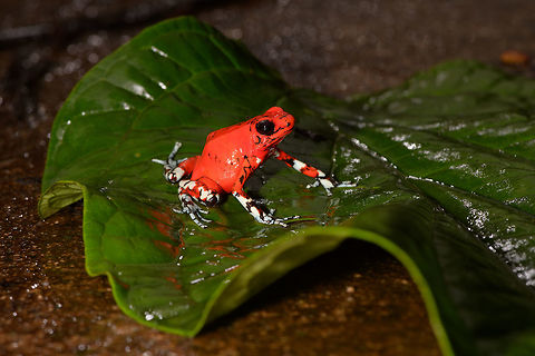 Little Devil Poison Frog (Diablito) ~ El Pangan - full scene, Rio Ñambi, Colombia For this day, we only have a single observation, yet it is a beautiful one and a much needed happy ending of an "interesting" day.

In the morning, we exited the Rio Ñambi Reserve, which took us about 2 hours. We didn't take any photos on the way out, the goal was to transit instead. After a cold coke and salty chips (always great when reconnecting with civilization) we happened to be near a security council meeting, where local organizations were discussing the security situation of the area and how to improve its reputation. We were invited into the meeting and gave our impression of the situation, from a tourist perspective. They were happy to learn that we did not feel unsafe here.

After that, we made way to an elementary school full of kids. They looked a little shocked to see us pale smelly giants that just came out of the jungle. The classroom was plastered with posters and marketing material of one stunning frog. A specific morph of Oophaga sylvatica. The morph is named "El Pangan". Yet even this morph has an amazing variation and the one shown on the posters in particular was only to be found here. The kids were contributing to the conservation of this frog by selling handcrafted toys that resemble the frog, as a way to counter poaching.

We had no idea about this frog, and only at this point we learned about the plan to try and find them nearby, it was not described in the programme. We made way to a corner of a highway where we parked. The place looked like a dump, full of trash, yet it had an entry path into the forest.

Armed with the frog's call on playback, we had Manuel (our main guide) and Miguel (local herping guide) trying hard to find it. The path was extremely muddy and narrow. We immediately came across several workers in the forest, carrying big wooden planks out of the forest. 

After an hour or so, still no sign of the frog, and at this point, one of the worker's charged us an entrance fee, claiming they own this land. A tiny extortion, but one I found very upsetting. Even more upsetting was the workers' waste littered all over the forest, tons of plastic bottles everywhere. Since I suck at finding poison frogs, I decided to collect them in a plastic bag. 

With no frog in sight anywhere and not a single call returned, we gave up and turned around. Just before we were back to the car, Manuel claimed he thought he did hear it further back, and returned into the forest, asking us to wait by the car.

The wait took forever. We were in a smelly, hot place, rain hammering down and insects had no mercy on attacking us. The longer we had to wait, the more paranoid I became. What if these workers are creating new plans to rob us? We're practically begging for it by staying here so long and given a car full of valuables. I even took my memory cards out and put them on my body, just in case. 

I started to get worried about Manuel and Miguel as the wait took longer. I called Manuel. Luckily, he was fine. Five minutes from meeting us again, yet they did not find the frog. We packed up our gear and sat in the car, waiting for him to appear out of the forest.

I saw him appear, approaching the car. Good, we can finally get out of this shithole. He walked strangely slow. He didn't look defeated at all, smirking instead. And why would he have his hands behind his back?

Wait...no...my brain already knew what happened but I was so upset that it took a few additional seconds to connect the dots. He found diablito! Between me calling him and him taking the final few steps out of the forest, it jumped right in front of him, directly on the path. 

Needless to say, this saved the day. All credit to Manuel Espejo, who never quits and always knows how to turn the worst of days into a highlight.

Afterwards, we returned to the children in the school. They were all like "ooohhhh" and "ahhhhh" and "bloody hell you stink, get away from me".

The dramatic color variation of Oophaga species is well known, yet still poorly understood. Oophaga sylvatica is absurdly diverse:
https://featuredcreature.com/wp-content/uploads/2012/10/Screen+shot+2011-07-16+at+3.02.06+PM2.png

This is the best study I could find trying to explain this phenomenon:
https://www.ncbi.nlm.nih.gov/pmc/articles/PMC5696431/

The short conclusion: the combination of climate gradients, within-population sexual selection and natural barriers (typical of the Andes) likely all play a role, yet no clear conclusion on why the variation is so spectacularly strong.

https://www.jungledragon.com/image/79263/little_devil_poison_frog_diablito_el_pangan_-_top_view_rio_ambi_colombia.html
https://www.jungledragon.com/image/79264/little_devil_poison_frog_diablito_el_pangan_-_side_view_rio_ambi_colombia.html
https://www.jungledragon.com/image/79265/little_devil_poison_frog_diablito_el_pangan_-_front_view_rio_ambi_colombia.html
https://www.jungledragon.com/image/79267/little_devil_poison_frog_diablito_el_pangan_-_head_rio_ambi_colombia.html
https://www.jungledragon.com/image/79268/little_devil_poison_frog_diablito_el_pangan_-_side_view_2_rio_ambi_colombia.html
https://www.jungledragon.com/image/79269/little_devil_poison_frog_diablito_el_pangan_-_front_view_2_rio_ambi_colombia.html Colombia,Colombia 2018,Colombia South,Little devil poison frog,Oophaga sylvatica,Rio Ñambi,South America,World