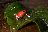 Little Devil Poison Frog (Diablito) ~ El Pangan - full scene, Rio &Ntilde;ambi, Colombia For this day, we only have a single observation, yet it is a beautiful one and a much needed happy ending of an "interesting" day.<br />
<br />
In the morning, we exited the Rio &Ntilde;ambi Reserve, which took us about 2 hours. We didn't take any photos on the way out, the goal was to transit instead. After a cold coke and salty chips (always great when reconnecting with civilization) we happened to be near a security council meeting, where local organizations were discussing the security situation of the area and how to improve its reputation. We were invited into the meeting and gave our impression of the situation, from a tourist perspective. They were happy to learn that we did not feel unsafe here.<br />
<br />
After that, we made way to an elementary school full of kids. They looked a little shocked to see us pale smelly giants that just came out of the jungle. The classroom was plastered with posters and marketing material of one stunning frog. A specific morph of Oophaga sylvatica. The morph is named "El Pangan". Yet even this morph has an amazing variation and the one shown on the posters in particular was only to be found here. The kids were contributing to the conservation of this frog by selling handcrafted toys that resemble the frog, as a way to counter poaching.<br />
<br />
We had no idea about this frog, and only at this point we learned about the plan to try and find them nearby, it was not described in the programme. We made way to a corner of a highway where we parked. The place looked like a dump, full of trash, yet it had an entry path into the forest.<br />
<br />
Armed with the frog's call on playback, we had Manuel (our main guide) and Miguel (local herping guide) trying hard to find it. The path was extremely muddy and narrow. We immediately came across several workers in the forest, carrying big wooden planks out of the forest. <br />
<br />
After an hour or so, still no sign of the frog, and at this point, one of the worker's charged us an entrance fee, claiming they own this land. A tiny extortion, but one I found very upsetting. Even more upsetting was the workers' waste littered all over the forest, tons of plastic bottles everywhere. Since I suck at finding poison frogs, I decided to collect them in a plastic bag. <br />
<br />
With no frog in sight anywhere and not a single call returned, we gave up and turned around. Just before we were back to the car, Manuel claimed he thought he did hear it further back, and returned into the forest, asking us to wait by the car.<br />
<br />
The wait took forever. We were in a smelly, hot place, rain hammering down and insects had no mercy on attacking us. The longer we had to wait, the more paranoid I became. What if these workers are creating new plans to rob us? We're practically begging for it by staying here so long and given a car full of valuables. I even took my memory cards out and put them on my body, just in case. <br />
<br />
I started to get worried about Manuel and Miguel as the wait took longer. I called Manuel. Luckily, he was fine. Five minutes from meeting us again, yet they did not find the frog. We packed up our gear and sat in the car, waiting for him to appear out of the forest.<br />
<br />
I saw him appear, approaching the car. Good, we can finally get out of this shithole. He walked strangely slow. He didn't look defeated at all, smirking instead. And why would he have his hands behind his back?<br />
<br />
Wait...no...my brain already knew what happened but I was so upset that it took a few additional seconds to connect the dots. He found diablito! Between me calling him and him taking the final few steps out of the forest, it jumped right in front of him, directly on the path. <br />
<br />
Needless to say, this saved the day. All credit to Manuel Espejo, who never quits and always knows how to turn the worst of days into a highlight.<br />
<br />
Afterwards, we returned to the children in the school. They were all like "ooohhhh" and "ahhhhh" and "bloody hell you stink, get away from me".<br />
<br />
The dramatic color variation of Oophaga species is well known, yet still poorly understood. Oophaga sylvatica is absurdly diverse:<br />
https://featuredcreature.com/wp-content/uploads/2012/10/Screen+shot+2011-07-16+at+3.02.06+PM2.png<br />
<br />
This is the best study I could find trying to explain this phenomenon:<br />
https://www.ncbi.nlm.nih.gov/pmc/articles/PMC5696431/<br />
<br />
The short conclusion: the combination of climate gradients, within-population sexual selection and natural barriers (typical of the Andes) likely all play a role, yet no clear conclusion on why the variation is so spectacularly strong.<br />
<br />
https://www.jungledragon.com/image/79263/little_devil_poison_frog_diablito_el_pangan_-_top_view_rio_ambi_colombia.html<br />
https://www.jungledragon.com/image/79264/little_devil_poison_frog_diablito_el_pangan_-_side_view_rio_ambi_colombia.html<br />
https://www.jungledragon.com/image/79265/little_devil_poison_frog_diablito_el_pangan_-_front_view_rio_ambi_colombia.html<br />
https://www.jungledragon.com/image/79267/little_devil_poison_frog_diablito_el_pangan_-_head_rio_ambi_colombia.html<br />
https://www.jungledragon.com/image/79268/little_devil_poison_frog_diablito_el_pangan_-_side_view_2_rio_ambi_colombia.html<br />
https://www.jungledragon.com/image/79269/little_devil_poison_frog_diablito_el_pangan_-_front_view_2_rio_ambi_colombia.html Colombia,Colombia 2018,Colombia South,Little devil poison frog,Oophaga sylvatica,Rio &Ntilde;ambi,South America,World