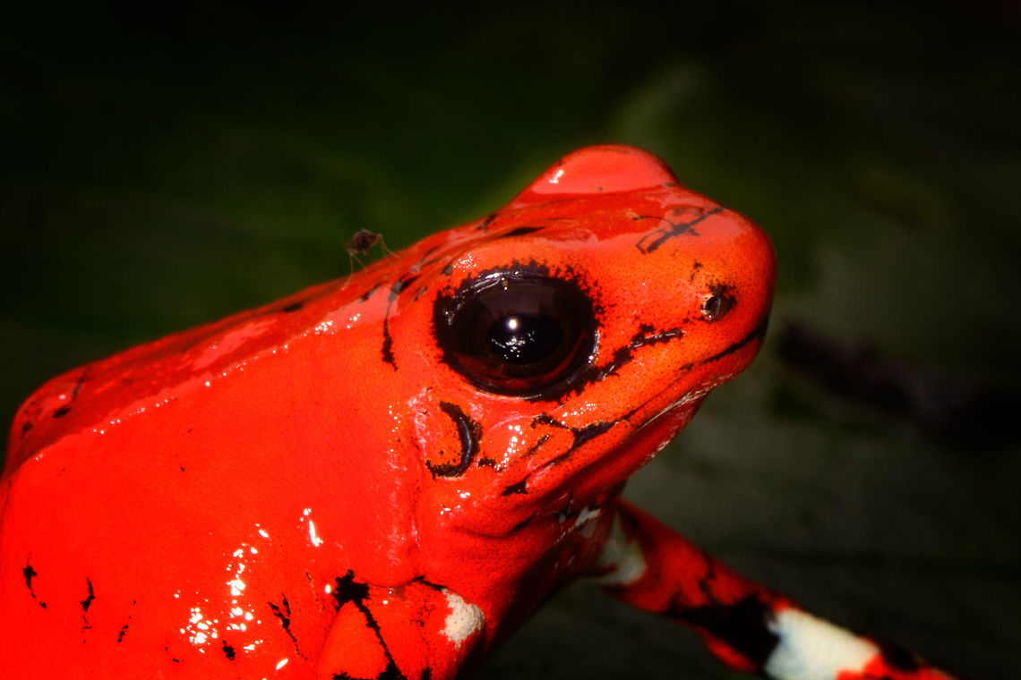 Little Devil Poison Frog (Diablito) ~ El Pangan - head, Rio Ñambi, Colombia For this day, we only have a single observation, yet it is a beautiful one and a much needed happy ending of an &quot;interesting&quot; day.<br />
<br />
In the morning, we exited the Rio &Ntilde;ambi Reserve, which took us about 2 hours. We didn&#039;t take any photos on the way out, the goal was to transit instead. After a cold coke and salty chips (always great when reconnecting with civilization) we happened to be near a security council meeting, where local organizations were discussing the security situation of the area and how to improve its reputation. We were invited into the meeting and gave our impression of the situation, from a tourist perspective. They were happy to learn that we did not feel unsafe here.<br />
<br />
After that, we made way to an elementary school full of kids. They looked a little shocked to see us pale smelly giants that just came out of the jungle. The classroom was plastered with posters and marketing material of one stunning frog. A specific morph of Oophaga sylvatica. The morph is named &quot;El Pangan&quot;. Yet even this morph has an amazing variation and the one shown on the posters in particular was only to be found here. The kids were contributing to the conservation of this frog by selling handcrafted toys that resemble the frog, as a way to counter poaching.<br />
<br />
We had no idea about this frog, and only at this point we learned about the plan to try and find them nearby, it was not described in the programme. We made way to a corner of a highway where we parked. The place looked like a dump, full of trash, yet it had an entry path into the forest.<br />
<br />
Armed with the frog&#039;s call on playback, we had Manuel (our main guide) and Miguel (local herping guide) trying hard to find it. The path was extremely muddy and narrow. We immediately came across several workers in the forest, carrying big wooden planks out of the forest. <br />
<br />
After an hour or so, still no sign of the frog, and at this point, one of the worker&#039;s charged us an entrance fee, claiming they own this land. A tiny extortion, but one I found very upsetting. Even more upsetting was the workers&#039; waste littered all over the forest, tons of plastic bottles everywhere. Since I suck at finding poison frogs, I decided to collect them in a plastic bag. <br />
<br />
With no frog in sight anywhere and not a single call returned, we gave up and turned around. Just before we were back to the car, Manuel claimed he thought he did hear it further back, and returned into the forest, asking us to wait by the car.<br />
<br />
The wait took forever. We were in a smelly, hot place, rain hammering down and insects had no mercy on attacking us. The longer we had to wait, the more paranoid I became. What if these workers are creating new plans to rob us? We&#039;re practically begging for it by staying here so long and given a car full of valuables. I even took my memory cards out and put them on my body, just in case. <br />
<br />
I started to get worried about Manuel and Miguel as the wait took longer. I called Manuel. Luckily, he was fine. Five minutes from meeting us again, yet they did not find the frog. We packed up our gear and sat in the car, waiting for him to appear out of the forest.<br />
<br />
I saw him appear, approaching the car. Good, we can finally get out of this shithole. He walked strangely slow. He didn&#039;t look defeated at all, smirking instead. And why would he have his hands behind his back?<br />
<br />
Wait...no...my brain already knew what happened but I was so upset that it took a few additional seconds to connect the dots. He found diablito! Between me calling him and him taking the final few steps out of the forest, it jumped right in front of him, directly on the path. <br />
<br />
Needless to say, this saved the day. All credit to Manuel Espejo, who never quits and always knows how to turn the worst of days into a highlight.<br />
<br />
Afterwards, we returned to the children in the school. They were all like &quot;ooohhhh&quot; and &quot;ahhhhh&quot; and &quot;bloody hell you stink, get away from me&quot;.<br />
<br />
The dramatic color variation of Oophaga species is well known, yet still poorly understood. Oophaga sylvatica is absurdly diverse:<br />
<a href="https://featuredcreature.com/wp-content/uploads/2012/10/Screen+shot+2011-07-16+at+3.02.06+PM2.png" rel="nofollow">https://featuredcreature.com/wp-content/uploads/2012/10/Screen+shot+2011-07-16+at+3.02.06+PM2.png</a><br />
<br />
This is the best study I could find trying to explain this phenomenon:<br />
<a href="https://www.ncbi.nlm.nih.gov/pmc/articles/PMC5696431/" rel="nofollow">https://www.ncbi.nlm.nih.gov/pmc/articles/PMC5696431/</a><br />
<br />
The short conclusion: the combination of climate gradients, within-population sexual selection and natural barriers (typical of the Andes) likely all play a role, yet no clear conclusion on why the variation is so spectacularly strong.<br />
<br />
<figure class="photo"><a href="https://www.jungledragon.com/image/79263/little_devil_poison_frog_diablito_el_pangan_-_top_view_rio_ambi_colombia.html" title="Little Devil Poison Frog (Diablito) ~ El Pangan - top view, Rio &Ntilde;ambi, Colombia"><img src="https://s3.amazonaws.com/media.jungledragon.com/images/2/79263_thumb.jpg?AWSAccessKeyId=05GMT0V3GWVNE7GGM1R2&Expires=1759968010&Signature=1ld4Lx3MHUqaFVsBOCE2vBRcw%2Bc%3D" width="134" height="152" alt="Little Devil Poison Frog (Diablito) ~ El Pangan - top view, Rio &Ntilde;ambi, Colombia For this day, we only have a single observation, yet it is a beautiful one and a much needed happy ending of an &quot;interesting&quot; day.<br />
<br />
In the morning, we exited the Rio &Ntilde;ambi Reserve, which took us about 2 hours. We didn&#039;t take any photos on the way out, the goal was to transit instead. After a cold coke and salty chips (always great when reconnecting with civilization) we happened to be near a security council meeting, where local organizations were discussing the security situation of the area and how to improve its reputation. We were invited into the meeting and gave our impression of the situation, from a tourist perspective. They were happy to learn that we did not feel unsafe here.<br />
<br />
After that, we made way to an elementary school full of kids. They looked a little shocked to see us pale smelly giants that just came out of the jungle. The classroom was plastered with posters and marketing material of one stunning frog. A specific morph of Oophaga sylvatica. The morph is named &quot;El Pangan&quot;. Yet even this morph has an amazing variation and the one shown on the posters in particular was only to be found here. The kids were contributing to the conservation of this frog by selling handcrafted toys that resemble the frog, as a way to counter poaching.<br />
<br />
We had no idea about this frog, and only at this point we learned about the plan to try and find them nearby, it was not described in the programme. We made way to a corner of a highway where we parked. The place looked like a dump, full of trash, yet it had an entry path into the forest.<br />
<br />
Armed with the frog&#039;s call on playback, we had Manuel (our main guide) and Miguel (local herping guide) trying hard to find it. The path was extremely muddy and narrow. We immediately came across several workers in the forest, carrying big wooden planks out of the forest. <br />
<br />
After an hour or so, still no sign of the frog, and at this point, one of the worker&#039;s charged us an entrance fee, claiming they own this land. A tiny extortion, but one I found very upsetting. Even more upsetting was the workers&#039; waste littered all over the forest, tons of plastic bottles everywhere. Since I suck at finding poison frogs, I decided to collect them in a plastic bag. <br />
<br />
With no frog in sight anywhere and not a single call returned, we gave up and turned around. Just before we were back to the car, Manuel claimed he thought he did hear it further back, and returned into the forest, asking us to wait by the car.<br />
<br />
The wait took forever. We were in a smelly, hot place, rain hammering down and insects had no mercy on attacking us. The longer we had to wait, the more paranoid I became. What if these workers are creating new plans to rob us? We&#039;re practically begging for it by staying here so long and given a car full of valuables. I even took my memory cards out and put them on my body, just in case. <br />
<br />
I started to get worried about Manuel and Miguel as the wait took longer. I called Manuel. Luckily, he was fine. Five minutes from meeting us again, yet they did not find the frog. We packed up our gear and sat in the car, waiting for him to appear out of the forest.<br />
<br />
I saw him appear, approaching the car. Good, we can finally get out of this shithole. He walked strangely slow. He didn&#039;t look defeated at all, smirking instead. And why would he have his hands behind his back?<br />
<br />
Wait...no...my brain already knew what happened but I was so upset that it took a few additional seconds to connect the dots. He found diablito! Between me calling him and him taking the final few steps out of the forest, it jumped right in front of him, directly on the path. <br />
<br />
Needless to say, this saved the day. All credit to Manuel Espejo, who never quits and always knows how to turn the worst of days into a highlight.<br />
<br />
Afterwards, we returned to the children in the school. They were all like &quot;ooohhhh&quot; and &quot;ahhhhh&quot; and &quot;bloody hell you stink, get away from me&quot;.<br />
<br />
The dramatic color variation of Oophaga species is well known, yet still poorly understood. Oophaga sylvatica is absurdly diverse:<br />
https://featuredcreature.com/wp-content/uploads/2012/10/Screen+shot+2011-07-16+at+3.02.06+PM2.png<br />
<br />
This is the best study I could find trying to explain this phenomenon:<br />
https://www.ncbi.nlm.nih.gov/pmc/articles/PMC5696431/<br />
<br />
The short conclusion: the combination of climate gradients, within-population sexual selection and natural barriers (typical of the Andes) likely all play a role, yet no clear conclusion on why the variation is so spectacularly strong.<br />
<br />
https://www.jungledragon.com/image/79264/little_devil_poison_frog_diablito_el_pangan_-_side_view_rio_ambi_colombia.html<br />
https://www.jungledragon.com/image/79265/little_devil_poison_frog_diablito_el_pangan_-_front_view_rio_ambi_colombia.html<br />
https://www.jungledragon.com/image/79266/little_devil_poison_frog_diablito_el_pangan_-_full_scene_rio_ambi_colombia.html<br />
https://www.jungledragon.com/image/79267/little_devil_poison_frog_diablito_el_pangan_-_head_rio_ambi_colombia.html<br />
https://www.jungledragon.com/image/79268/little_devil_poison_frog_diablito_el_pangan_-_side_view_2_rio_ambi_colombia.html<br />
https://www.jungledragon.com/image/79269/little_devil_poison_frog_diablito_el_pangan_-_front_view_2_rio_ambi_colombia.html Colombia,Colombia 2018,Colombia South,Oophaga sylvatica,Rio &Ntilde;ambi,South America,World" /></a></figure><br />
<figure class="photo"><a href="https://www.jungledragon.com/image/79264/little_devil_poison_frog_diablito_el_pangan_-_side_view_rio_ambi_colombia.html" title="Little Devil Poison Frog (Diablito) ~ El Pangan - side view, Rio &Ntilde;ambi, Colombia"><img src="https://s3.amazonaws.com/media.jungledragon.com/images/2/79264_thumb.jpg?AWSAccessKeyId=05GMT0V3GWVNE7GGM1R2&Expires=1759968010&Signature=Wi%2FDklfAu5na7vcd2G%2FflhWuM1Q%3D" width="200" height="178" alt="Little Devil Poison Frog (Diablito) ~ El Pangan - side view, Rio &Ntilde;ambi, Colombia For this day, we only have a single observation, yet it is a beautiful one and a much needed happy ending of an &quot;interesting&quot; day.<br />
<br />
In the morning, we exited the Rio &Ntilde;ambi Reserve, which took us about 2 hours. We didn&#039;t take any photos on the way out, the goal was to transit instead. After a cold coke and salty chips (always great when reconnecting with civilization) we happened to be near a security council meeting, where local organizations were discussing the security situation of the area and how to improve its reputation. We were invited into the meeting and gave our impression of the situation, from a tourist perspective. They were happy to learn that we did not feel unsafe here.<br />
<br />
After that, we made way to an elementary school full of kids. They looked a little shocked to see us pale smelly giants that just came out of the jungle. The classroom was plastered with posters and marketing material of one stunning frog. A specific morph of Oophaga sylvatica. The morph is named &quot;El Pangan&quot;. Yet even this morph has an amazing variation and the one shown on the posters in particular was only to be found here. The kids were contributing to the conservation of this frog by selling handcrafted toys that resemble the frog, as a way to counter poaching.<br />
<br />
We had no idea about this frog, and only at this point we learned about the plan to try and find them nearby, it was not described in the programme. We made way to a corner of a highway where we parked. The place looked like a dump, full of trash, yet it had an entry path into the forest.<br />
<br />
Armed with the frog&#039;s call on playback, we had Manuel (our main guide) and Miguel (local herping guide) trying hard to find it. The path was extremely muddy and narrow. We immediately came across several workers in the forest, carrying big wooden planks out of the forest. <br />
<br />
After an hour or so, still no sign of the frog, and at this point, one of the worker&#039;s charged us an entrance fee, claiming they own this land. A tiny extortion, but one I found very upsetting. Even more upsetting was the workers&#039; waste littered all over the forest, tons of plastic bottles everywhere. Since I suck at finding poison frogs, I decided to collect them in a plastic bag. <br />
<br />
With no frog in sight anywhere and not a single call returned, we gave up and turned around. Just before we were back to the car, Manuel claimed he thought he did hear it further back, and returned into the forest, asking us to wait by the car.<br />
<br />
The wait took forever. We were in a smelly, hot place, rain hammering down and insects had no mercy on attacking us. The longer we had to wait, the more paranoid I became. What if these workers are creating new plans to rob us? We&#039;re practically begging for it by staying here so long and given a car full of valuables. I even took my memory cards out and put them on my body, just in case. <br />
<br />
I started to get worried about Manuel and Miguel as the wait took longer. I called Manuel. Luckily, he was fine. Five minutes from meeting us again, yet they did not find the frog. We packed up our gear and sat in the car, waiting for him to appear out of the forest.<br />
<br />
I saw him appear, approaching the car. Good, we can finally get out of this shithole. He walked strangely slow. He didn&#039;t look defeated at all, smirking instead. And why would he have his hands behind his back?<br />
<br />
Wait...no...my brain already knew what happened but I was so upset that it took a few additional seconds to connect the dots. He found diablito! Between me calling him and him taking the final few steps out of the forest, it jumped right in front of him, directly on the path. <br />
<br />
Needless to say, this saved the day. All credit to Manuel Espejo, who never quits and always knows how to turn the worst of days into a highlight.<br />
<br />
Afterwards, we returned to the children in the school. They were all like &quot;ooohhhh&quot; and &quot;ahhhhh&quot; and &quot;bloody hell you stink, get away from me&quot;.<br />
<br />
The dramatic color variation of Oophaga species is well known, yet still poorly understood. Oophaga sylvatica is absurdly diverse:<br />
https://featuredcreature.com/wp-content/uploads/2012/10/Screen+shot+2011-07-16+at+3.02.06+PM2.png<br />
<br />
This is the best study I could find trying to explain this phenomenon:<br />
https://www.ncbi.nlm.nih.gov/pmc/articles/PMC5696431/<br />
<br />
The short conclusion: the combination of climate gradients, within-population sexual selection and natural barriers (typical of the Andes) likely all play a role, yet no clear conclusion on why the variation is so spectacularly strong.<br />
<br />
https://www.jungledragon.com/image/79263/little_devil_poison_frog_diablito_el_pangan_-_top_view_rio_ambi_colombia.html<br />
https://www.jungledragon.com/image/79265/little_devil_poison_frog_diablito_el_pangan_-_front_view_rio_ambi_colombia.html<br />
https://www.jungledragon.com/image/79266/little_devil_poison_frog_diablito_el_pangan_-_full_scene_rio_ambi_colombia.html<br />
https://www.jungledragon.com/image/79267/little_devil_poison_frog_diablito_el_pangan_-_head_rio_ambi_colombia.html<br />
https://www.jungledragon.com/image/79268/little_devil_poison_frog_diablito_el_pangan_-_side_view_2_rio_ambi_colombia.html<br />
https://www.jungledragon.com/image/79269/little_devil_poison_frog_diablito_el_pangan_-_front_view_2_rio_ambi_colombia.html Colombia,Colombia 2018,Colombia South,Little devil poison frog,Oophaga sylvatica,Rio &Ntilde;ambi,South America,World" /></a></figure><br />
<figure class="photo"><a href="https://www.jungledragon.com/image/79265/little_devil_poison_frog_diablito_el_pangan_-_front_view_rio_ambi_colombia.html" title="Little Devil Poison Frog (Diablito) ~ El Pangan - front view, Rio &Ntilde;ambi, Colombia"><img src="https://s3.amazonaws.com/media.jungledragon.com/images/2/79265_thumb.jpg?AWSAccessKeyId=05GMT0V3GWVNE7GGM1R2&Expires=1759968010&Signature=sjK8aNK5xD9TijP2UY8sXhDFKFg%3D" width="200" height="200" alt="Little Devil Poison Frog (Diablito) ~ El Pangan - front view, Rio &Ntilde;ambi, Colombia For this day, we only have a single observation, yet it is a beautiful one and a much needed happy ending of an &quot;interesting&quot; day.<br />
<br />
In the morning, we exited the Rio &Ntilde;ambi Reserve, which took us about 2 hours. We didn&#039;t take any photos on the way out, the goal was to transit instead. After a cold coke and salty chips (always great when reconnecting with civilization) we happened to be near a security council meeting, where local organizations were discussing the security situation of the area and how to improve its reputation. We were invited into the meeting and gave our impression of the situation, from a tourist perspective. They were happy to learn that we did not feel unsafe here.<br />
<br />
After that, we made way to an elementary school full of kids. They looked a little shocked to see us pale smelly giants that just came out of the jungle. The classroom was plastered with posters and marketing material of one stunning frog. A specific morph of Oophaga sylvatica. The morph is named &quot;El Pangan&quot;. Yet even this morph has an amazing variation and the one shown on the posters in particular was only to be found here. The kids were contributing to the conservation of this frog by selling handcrafted toys that resemble the frog, as a way to counter poaching.<br />
<br />
We had no idea about this frog, and only at this point we learned about the plan to try and find them nearby, it was not described in the programme. We made way to a corner of a highway where we parked. The place looked like a dump, full of trash, yet it had an entry path into the forest.<br />
<br />
Armed with the frog&#039;s call on playback, we had Manuel (our main guide) and Miguel (local herping guide) trying hard to find it. The path was extremely muddy and narrow. We immediately came across several workers in the forest, carrying big wooden planks out of the forest. <br />
<br />
After an hour or so, still no sign of the frog, and at this point, one of the worker&#039;s charged us an entrance fee, claiming they own this land. A tiny extortion, but one I found very upsetting. Even more upsetting was the workers&#039; waste littered all over the forest, tons of plastic bottles everywhere. Since I suck at finding poison frogs, I decided to collect them in a plastic bag. <br />
<br />
With no frog in sight anywhere and not a single call returned, we gave up and turned around. Just before we were back to the car, Manuel claimed he thought he did hear it further back, and returned into the forest, asking us to wait by the car.<br />
<br />
The wait took forever. We were in a smelly, hot place, rain hammering down and insects had no mercy on attacking us. The longer we had to wait, the more paranoid I became. What if these workers are creating new plans to rob us? We&#039;re practically begging for it by staying here so long and given a car full of valuables. I even took my memory cards out and put them on my body, just in case. <br />
<br />
I started to get worried about Manuel and Miguel as the wait took longer. I called Manuel. Luckily, he was fine. Five minutes from meeting us again, yet they did not find the frog. We packed up our gear and sat in the car, waiting for him to appear out of the forest.<br />
<br />
I saw him appear, approaching the car. Good, we can finally get out of this shithole. He walked strangely slow. He didn&#039;t look defeated at all, smirking instead. And why would he have his hands behind his back?<br />
<br />
Wait...no...my brain already knew what happened but I was so upset that it took a few additional seconds to connect the dots. He found diablito! Between me calling him and him taking the final few steps out of the forest, it jumped right in front of him, directly on the path. <br />
<br />
Needless to say, this saved the day. All credit to Manuel Espejo, who never quits and always knows how to turn the worst of days into a highlight.<br />
<br />
Afterwards, we returned to the children in the school. They were all like &quot;ooohhhh&quot; and &quot;ahhhhh&quot; and &quot;bloody hell you stink, get away from me&quot;.<br />
<br />
The dramatic color variation of Oophaga species is well known, yet still poorly understood. Oophaga sylvatica is absurdly diverse:<br />
https://featuredcreature.com/wp-content/uploads/2012/10/Screen+shot+2011-07-16+at+3.02.06+PM2.png<br />
<br />
This is the best study I could find trying to explain this phenomenon:<br />
https://www.ncbi.nlm.nih.gov/pmc/articles/PMC5696431/<br />
<br />
The short conclusion: the combination of climate gradients, within-population sexual selection and natural barriers (typical of the Andes) likely all play a role, yet no clear conclusion on why the variation is so spectacularly strong.<br />
<br />
https://www.jungledragon.com/image/79263/little_devil_poison_frog_diablito_el_pangan_-_top_view_rio_ambi_colombia.html<br />
https://www.jungledragon.com/image/79264/little_devil_poison_frog_diablito_el_pangan_-_side_view_rio_ambi_colombia.html<br />
https://www.jungledragon.com/image/79266/little_devil_poison_frog_diablito_el_pangan_-_full_scene_rio_ambi_colombia.html<br />
https://www.jungledragon.com/image/79267/little_devil_poison_frog_diablito_el_pangan_-_head_rio_ambi_colombia.html<br />
https://www.jungledragon.com/image/79268/little_devil_poison_frog_diablito_el_pangan_-_side_view_2_rio_ambi_colombia.html<br />
https://www.jungledragon.com/image/79269/little_devil_poison_frog_diablito_el_pangan_-_front_view_2_rio_ambi_colombia.html Colombia,Colombia 2018,Colombia South,Little devil poison frog,Oophaga sylvatica,Rio &Ntilde;ambi,South America,World" /></a></figure><br />
<figure class="photo"><a href="https://www.jungledragon.com/image/79266/little_devil_poison_frog_diablito_el_pangan_-_full_scene_rio_ambi_colombia.html" title="Little Devil Poison Frog (Diablito) ~ El Pangan - full scene, Rio &Ntilde;ambi, Colombia"><img src="https://s3.amazonaws.com/media.jungledragon.com/images/2/79266_thumb.jpg?AWSAccessKeyId=05GMT0V3GWVNE7GGM1R2&Expires=1759968010&Signature=X3Z%2Bx1qfiGrG2%2FdUW%2BEt0l9JWZU%3D" width="200" height="134" alt="Little Devil Poison Frog (Diablito) ~ El Pangan - full scene, Rio &Ntilde;ambi, Colombia For this day, we only have a single observation, yet it is a beautiful one and a much needed happy ending of an &quot;interesting&quot; day.<br />
<br />
In the morning, we exited the Rio &Ntilde;ambi Reserve, which took us about 2 hours. We didn&#039;t take any photos on the way out, the goal was to transit instead. After a cold coke and salty chips (always great when reconnecting with civilization) we happened to be near a security council meeting, where local organizations were discussing the security situation of the area and how to improve its reputation. We were invited into the meeting and gave our impression of the situation, from a tourist perspective. They were happy to learn that we did not feel unsafe here.<br />
<br />
After that, we made way to an elementary school full of kids. They looked a little shocked to see us pale smelly giants that just came out of the jungle. The classroom was plastered with posters and marketing material of one stunning frog. A specific morph of Oophaga sylvatica. The morph is named &quot;El Pangan&quot;. Yet even this morph has an amazing variation and the one shown on the posters in particular was only to be found here. The kids were contributing to the conservation of this frog by selling handcrafted toys that resemble the frog, as a way to counter poaching.<br />
<br />
We had no idea about this frog, and only at this point we learned about the plan to try and find them nearby, it was not described in the programme. We made way to a corner of a highway where we parked. The place looked like a dump, full of trash, yet it had an entry path into the forest.<br />
<br />
Armed with the frog&#039;s call on playback, we had Manuel (our main guide) and Miguel (local herping guide) trying hard to find it. The path was extremely muddy and narrow. We immediately came across several workers in the forest, carrying big wooden planks out of the forest. <br />
<br />
After an hour or so, still no sign of the frog, and at this point, one of the worker&#039;s charged us an entrance fee, claiming they own this land. A tiny extortion, but one I found very upsetting. Even more upsetting was the workers&#039; waste littered all over the forest, tons of plastic bottles everywhere. Since I suck at finding poison frogs, I decided to collect them in a plastic bag. <br />
<br />
With no frog in sight anywhere and not a single call returned, we gave up and turned around. Just before we were back to the car, Manuel claimed he thought he did hear it further back, and returned into the forest, asking us to wait by the car.<br />
<br />
The wait took forever. We were in a smelly, hot place, rain hammering down and insects had no mercy on attacking us. The longer we had to wait, the more paranoid I became. What if these workers are creating new plans to rob us? We&#039;re practically begging for it by staying here so long and given a car full of valuables. I even took my memory cards out and put them on my body, just in case. <br />
<br />
I started to get worried about Manuel and Miguel as the wait took longer. I called Manuel. Luckily, he was fine. Five minutes from meeting us again, yet they did not find the frog. We packed up our gear and sat in the car, waiting for him to appear out of the forest.<br />
<br />
I saw him appear, approaching the car. Good, we can finally get out of this shithole. He walked strangely slow. He didn&#039;t look defeated at all, smirking instead. And why would he have his hands behind his back?<br />
<br />
Wait...no...my brain already knew what happened but I was so upset that it took a few additional seconds to connect the dots. He found diablito! Between me calling him and him taking the final few steps out of the forest, it jumped right in front of him, directly on the path. <br />
<br />
Needless to say, this saved the day. All credit to Manuel Espejo, who never quits and always knows how to turn the worst of days into a highlight.<br />
<br />
Afterwards, we returned to the children in the school. They were all like &quot;ooohhhh&quot; and &quot;ahhhhh&quot; and &quot;bloody hell you stink, get away from me&quot;.<br />
<br />
The dramatic color variation of Oophaga species is well known, yet still poorly understood. Oophaga sylvatica is absurdly diverse:<br />
https://featuredcreature.com/wp-content/uploads/2012/10/Screen+shot+2011-07-16+at+3.02.06+PM2.png<br />
<br />
This is the best study I could find trying to explain this phenomenon:<br />
https://www.ncbi.nlm.nih.gov/pmc/articles/PMC5696431/<br />
<br />
The short conclusion: the combination of climate gradients, within-population sexual selection and natural barriers (typical of the Andes) likely all play a role, yet no clear conclusion on why the variation is so spectacularly strong.<br />
<br />
https://www.jungledragon.com/image/79263/little_devil_poison_frog_diablito_el_pangan_-_top_view_rio_ambi_colombia.html<br />
https://www.jungledragon.com/image/79264/little_devil_poison_frog_diablito_el_pangan_-_side_view_rio_ambi_colombia.html<br />
https://www.jungledragon.com/image/79265/little_devil_poison_frog_diablito_el_pangan_-_front_view_rio_ambi_colombia.html<br />
https://www.jungledragon.com/image/79267/little_devil_poison_frog_diablito_el_pangan_-_head_rio_ambi_colombia.html<br />
https://www.jungledragon.com/image/79268/little_devil_poison_frog_diablito_el_pangan_-_side_view_2_rio_ambi_colombia.html<br />
https://www.jungledragon.com/image/79269/little_devil_poison_frog_diablito_el_pangan_-_front_view_2_rio_ambi_colombia.html Colombia,Colombia 2018,Colombia South,Little devil poison frog,Oophaga sylvatica,Rio &Ntilde;ambi,South America,World" /></a></figure><br />
<figure class="photo"><a href="https://www.jungledragon.com/image/79268/little_devil_poison_frog_diablito_el_pangan_-_side_view_2_rio_ambi_colombia.html" title="Little Devil Poison Frog (Diablito) ~ El Pangan - side view 2, Rio &Ntilde;ambi, Colombia"><img src="https://s3.amazonaws.com/media.jungledragon.com/images/2/79268_thumb.jpg?AWSAccessKeyId=05GMT0V3GWVNE7GGM1R2&Expires=1759968010&Signature=M%2FR9QVvFUczKmOV62Px5PzGV%2BDI%3D" width="200" height="166" alt="Little Devil Poison Frog (Diablito) ~ El Pangan - side view 2, Rio &Ntilde;ambi, Colombia For this day, we only have a single observation, yet it is a beautiful one and a much needed happy ending of an &quot;interesting&quot; day.<br />
<br />
In the morning, we exited the Rio &Ntilde;ambi Reserve, which took us about 2 hours. We didn&#039;t take any photos on the way out, the goal was to transit instead. After a cold coke and salty chips (always great when reconnecting with civilization) we happened to be near a security council meeting, where local organizations were discussing the security situation of the area and how to improve its reputation. We were invited into the meeting and gave our impression of the situation, from a tourist perspective. They were happy to learn that we did not feel unsafe here.<br />
<br />
After that, we made way to an elementary school full of kids. They looked a little shocked to see us pale smelly giants that just came out of the jungle. The classroom was plastered with posters and marketing material of one stunning frog. A specific morph of Oophaga sylvatica. The morph is named &quot;El Pangan&quot;. Yet even this morph has an amazing variation and the one shown on the posters in particular was only to be found here. The kids were contributing to the conservation of this frog by selling handcrafted toys that resemble the frog, as a way to counter poaching.<br />
<br />
We had no idea about this frog, and only at this point we learned about the plan to try and find them nearby, it was not described in the programme. We made way to a corner of a highway where we parked. The place looked like a dump, full of trash, yet it had an entry path into the forest.<br />
<br />
Armed with the frog&#039;s call on playback, we had Manuel (our main guide) and Miguel (local herping guide) trying hard to find it. The path was extremely muddy and narrow. We immediately came across several workers in the forest, carrying big wooden planks out of the forest. <br />
<br />
After an hour or so, still no sign of the frog, and at this point, one of the worker&#039;s charged us an entrance fee, claiming they own this land. A tiny extortion, but one I found very upsetting. Even more upsetting was the workers&#039; waste littered all over the forest, tons of plastic bottles everywhere. Since I suck at finding poison frogs, I decided to collect them in a plastic bag. <br />
<br />
With no frog in sight anywhere and not a single call returned, we gave up and turned around. Just before we were back to the car, Manuel claimed he thought he did hear it further back, and returned into the forest, asking us to wait by the car.<br />
<br />
The wait took forever. We were in a smelly, hot place, rain hammering down and insects had no mercy on attacking us. The longer we had to wait, the more paranoid I became. What if these workers are creating new plans to rob us? We&#039;re practically begging for it by staying here so long and given a car full of valuables. I even took my memory cards out and put them on my body, just in case. <br />
<br />
I started to get worried about Manuel and Miguel as the wait took longer. I called Manuel. Luckily, he was fine. Five minutes from meeting us again, yet they did not find the frog. We packed up our gear and sat in the car, waiting for him to appear out of the forest.<br />
<br />
I saw him appear, approaching the car. Good, we can finally get out of this shithole. He walked strangely slow. He didn&#039;t look defeated at all, smirking instead. And why would he have his hands behind his back?<br />
<br />
Wait...no...my brain already knew what happened but I was so upset that it took a few additional seconds to connect the dots. He found diablito! Between me calling him and him taking the final few steps out of the forest, it jumped right in front of him, directly on the path. <br />
<br />
Needless to say, this saved the day. All credit to Manuel Espejo, who never quits and always knows how to turn the worst of days into a highlight.<br />
<br />
Afterwards, we returned to the children in the school. They were all like &quot;ooohhhh&quot; and &quot;ahhhhh&quot; and &quot;bloody hell you stink, get away from me&quot;.<br />
<br />
The dramatic color variation of Oophaga species is well known, yet still poorly understood. Oophaga sylvatica is absurdly diverse:<br />
https://featuredcreature.com/wp-content/uploads/2012/10/Screen+shot+2011-07-16+at+3.02.06+PM2.png<br />
<br />
This is the best study I could find trying to explain this phenomenon:<br />
https://www.ncbi.nlm.nih.gov/pmc/articles/PMC5696431/<br />
<br />
The short conclusion: the combination of climate gradients, within-population sexual selection and natural barriers (typical of the Andes) likely all play a role, yet no clear conclusion on why the variation is so spectacularly strong.<br />
<br />
https://www.jungledragon.com/image/79263/little_devil_poison_frog_diablito_el_pangan_-_top_view_rio_ambi_colombia.html<br />
https://www.jungledragon.com/image/79264/little_devil_poison_frog_diablito_el_pangan_-_side_view_rio_ambi_colombia.html<br />
https://www.jungledragon.com/image/79265/little_devil_poison_frog_diablito_el_pangan_-_front_view_rio_ambi_colombia.html<br />
https://www.jungledragon.com/image/79266/little_devil_poison_frog_diablito_el_pangan_-_full_scene_rio_ambi_colombia.html<br />
https://www.jungledragon.com/image/79267/little_devil_poison_frog_diablito_el_pangan_-_head_rio_ambi_colombia.html<br />
https://www.jungledragon.com/image/79269/little_devil_poison_frog_diablito_el_pangan_-_front_view_2_rio_ambi_colombia.html Colombia,Colombia 2018,Colombia South,Little devil poison frog,Oophaga sylvatica,Rio &Ntilde;ambi,South America,World" /></a></figure><br />
<figure class="photo"><a href="https://www.jungledragon.com/image/79269/little_devil_poison_frog_diablito_el_pangan_-_front_view_2_rio_ambi_colombia.html" title="Little Devil Poison Frog (Diablito) ~ El Pangan - front view 2, Rio &Ntilde;ambi, Colombia"><img src="https://s3.amazonaws.com/media.jungledragon.com/images/2/79269_thumb.jpg?AWSAccessKeyId=05GMT0V3GWVNE7GGM1R2&Expires=1759968010&Signature=Z%2BV%2FqS%2BBjN0IamhNRZ4HM5a2AtI%3D" width="200" height="134" alt="Little Devil Poison Frog (Diablito) ~ El Pangan - front view 2, Rio &Ntilde;ambi, Colombia For this day, we only have a single observation, yet it is a beautiful one and a much needed happy ending of an &quot;interesting&quot; day.<br />
<br />
In the morning, we exited the Rio &Ntilde;ambi Reserve, which took us about 2 hours. We didn&#039;t take any photos on the way out, the goal was to transit instead. After a cold coke and salty chips (always great when reconnecting with civilization) we happened to be near a security council meeting, where local organizations were discussing the security situation of the area and how to improve its reputation. We were invited into the meeting and gave our impression of the situation, from a tourist perspective. They were happy to learn that we did not feel unsafe here.<br />
<br />
After that, we made way to an elementary school full of kids. They looked a little shocked to see us pale smelly giants that just came out of the jungle. The classroom was plastered with posters and marketing material of one stunning frog. A specific morph of Oophaga sylvatica. The morph is named &quot;El Pangan&quot;. Yet even this morph has an amazing variation and the one shown on the posters in particular was only to be found here. The kids were contributing to the conservation of this frog by selling handcrafted toys that resemble the frog, as a way to counter poaching.<br />
<br />
We had no idea about this frog, and only at this point we learned about the plan to try and find them nearby, it was not described in the programme. We made way to a corner of a highway where we parked. The place looked like a dump, full of trash, yet it had an entry path into the forest.<br />
<br />
Armed with the frog&#039;s call on playback, we had Manuel (our main guide) and Miguel (local herping guide) trying hard to find it. The path was extremely muddy and narrow. We immediately came across several workers in the forest, carrying big wooden planks out of the forest. <br />
<br />
After an hour or so, still no sign of the frog, and at this point, one of the worker&#039;s charged us an entrance fee, claiming they own this land. A tiny extortion, but one I found very upsetting. Even more upsetting was the workers&#039; waste littered all over the forest, tons of plastic bottles everywhere. Since I suck at finding poison frogs, I decided to collect them in a plastic bag. <br />
<br />
With no frog in sight anywhere and not a single call returned, we gave up and turned around. Just before we were back to the car, Manuel claimed he thought he did hear it further back, and returned into the forest, asking us to wait by the car.<br />
<br />
The wait took forever. We were in a smelly, hot place, rain hammering down and insects had no mercy on attacking us. The longer we had to wait, the more paranoid I became. What if these workers are creating new plans to rob us? We&#039;re practically begging for it by staying here so long and given a car full of valuables. I even took my memory cards out and put them on my body, just in case. <br />
<br />
I started to get worried about Manuel and Miguel as the wait took longer. I called Manuel. Luckily, he was fine. Five minutes from meeting us again, yet they did not find the frog. We packed up our gear and sat in the car, waiting for him to appear out of the forest.<br />
<br />
I saw him appear, approaching the car. Good, we can finally get out of this shithole. He walked strangely slow. He didn&#039;t look defeated at all, smirking instead. And why would he have his hands behind his back?<br />
<br />
Wait...no...my brain already knew what happened but I was so upset that it took a few additional seconds to connect the dots. He found diablito! Between me calling him and him taking the final few steps out of the forest, it jumped right in front of him, directly on the path. <br />
<br />
Needless to say, this saved the day. All credit to Manuel Espejo, who never quits and always knows how to turn the worst of days into a highlight.<br />
<br />
Afterwards, we returned to the children in the school. They were all like &quot;ooohhhh&quot; and &quot;ahhhhh&quot; and &quot;bloody hell you stink, get away from me&quot;.<br />
<br />
The dramatic color variation of Oophaga species is well known, yet still poorly understood. Oophaga sylvatica is absurdly diverse:<br />
https://featuredcreature.com/wp-content/uploads/2012/10/Screen+shot+2011-07-16+at+3.02.06+PM2.png<br />
<br />
This is the best study I could find trying to explain this phenomenon:<br />
https://www.ncbi.nlm.nih.gov/pmc/articles/PMC5696431/<br />
<br />
The short conclusion: the combination of climate gradients, within-population sexual selection and natural barriers (typical of the Andes) likely all play a role, yet no clear conclusion on why the variation is so spectacularly strong.<br />
<br />
https://www.jungledragon.com/image/79263/little_devil_poison_frog_diablito_el_pangan_-_top_view_rio_ambi_colombia.html<br />
https://www.jungledragon.com/image/79264/little_devil_poison_frog_diablito_el_pangan_-_side_view_rio_ambi_colombia.html<br />
https://www.jungledragon.com/image/79265/little_devil_poison_frog_diablito_el_pangan_-_front_view_rio_ambi_colombia.html<br />
https://www.jungledragon.com/image/79266/little_devil_poison_frog_diablito_el_pangan_-_full_scene_rio_ambi_colombia.html<br />
https://www.jungledragon.com/image/79267/little_devil_poison_frog_diablito_el_pangan_-_head_rio_ambi_colombia.html<br />
https://www.jungledragon.com/image/79268/little_devil_poison_frog_diablito_el_pangan_-_side_view_2_rio_ambi_colombia.html Colombia,Colombia 2018,Colombia South,Little devil poison frog,Oophaga sylvatica,Rio &Ntilde;ambi,South America,World" /></a></figure> Colombia,Colombia 2018,Colombia South,Little devil poison frog,Oophaga sylvatica,Rio Ñambi,South America,World
