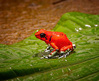 Little Devil Poison Frog (Diablito) ~ El Pangan - side view 2, Rio &Ntilde;ambi, Colombia For this day, we only have a single observation, yet it is a beautiful one and a much needed happy ending of an "interesting" day.<br />
<br />
In the morning, we exited the Rio &Ntilde;ambi Reserve, which took us about 2 hours. We didn't take any photos on the way out, the goal was to transit instead. After a cold coke and salty chips (always great when reconnecting with civilization) we happened to be near a security council meeting, where local organizations were discussing the security situation of the area and how to improve its reputation. We were invited into the meeting and gave our impression of the situation, from a tourist perspective. They were happy to learn that we did not feel unsafe here.<br />
<br />
After that, we made way to an elementary school full of kids. They looked a little shocked to see us pale smelly giants that just came out of the jungle. The classroom was plastered with posters and marketing material of one stunning frog. A specific morph of Oophaga sylvatica. The morph is named "El Pangan". Yet even this morph has an amazing variation and the one shown on the posters in particular was only to be found here. The kids were contributing to the conservation of this frog by selling handcrafted toys that resemble the frog, as a way to counter poaching.<br />
<br />
We had no idea about this frog, and only at this point we learned about the plan to try and find them nearby, it was not described in the programme. We made way to a corner of a highway where we parked. The place looked like a dump, full of trash, yet it had an entry path into the forest.<br />
<br />
Armed with the frog's call on playback, we had Manuel (our main guide) and Miguel (local herping guide) trying hard to find it. The path was extremely muddy and narrow. We immediately came across several workers in the forest, carrying big wooden planks out of the forest. <br />
<br />
After an hour or so, still no sign of the frog, and at this point, one of the worker's charged us an entrance fee, claiming they own this land. A tiny extortion, but one I found very upsetting. Even more upsetting was the workers' waste littered all over the forest, tons of plastic bottles everywhere. Since I suck at finding poison frogs, I decided to collect them in a plastic bag. <br />
<br />
With no frog in sight anywhere and not a single call returned, we gave up and turned around. Just before we were back to the car, Manuel claimed he thought he did hear it further back, and returned into the forest, asking us to wait by the car.<br />
<br />
The wait took forever. We were in a smelly, hot place, rain hammering down and insects had no mercy on attacking us. The longer we had to wait, the more paranoid I became. What if these workers are creating new plans to rob us? We're practically begging for it by staying here so long and given a car full of valuables. I even took my memory cards out and put them on my body, just in case. <br />
<br />
I started to get worried about Manuel and Miguel as the wait took longer. I called Manuel. Luckily, he was fine. Five minutes from meeting us again, yet they did not find the frog. We packed up our gear and sat in the car, waiting for him to appear out of the forest.<br />
<br />
I saw him appear, approaching the car. Good, we can finally get out of this shithole. He walked strangely slow. He didn't look defeated at all, smirking instead. And why would he have his hands behind his back?<br />
<br />
Wait...no...my brain already knew what happened but I was so upset that it took a few additional seconds to connect the dots. He found diablito! Between me calling him and him taking the final few steps out of the forest, it jumped right in front of him, directly on the path. <br />
<br />
Needless to say, this saved the day. All credit to Manuel Espejo, who never quits and always knows how to turn the worst of days into a highlight.<br />
<br />
Afterwards, we returned to the children in the school. They were all like "ooohhhh" and "ahhhhh" and "bloody hell you stink, get away from me".<br />
<br />
The dramatic color variation of Oophaga species is well known, yet still poorly understood. Oophaga sylvatica is absurdly diverse:<br />
https://featuredcreature.com/wp-content/uploads/2012/10/Screen+shot+2011-07-16+at+3.02.06+PM2.png<br />
<br />
This is the best study I could find trying to explain this phenomenon:<br />
https://www.ncbi.nlm.nih.gov/pmc/articles/PMC5696431/<br />
<br />
The short conclusion: the combination of climate gradients, within-population sexual selection and natural barriers (typical of the Andes) likely all play a role, yet no clear conclusion on why the variation is so spectacularly strong.<br />
<br />
https://www.jungledragon.com/image/79263/little_devil_poison_frog_diablito_el_pangan_-_top_view_rio_ambi_colombia.html<br />
https://www.jungledragon.com/image/79264/little_devil_poison_frog_diablito_el_pangan_-_side_view_rio_ambi_colombia.html<br />
https://www.jungledragon.com/image/79265/little_devil_poison_frog_diablito_el_pangan_-_front_view_rio_ambi_colombia.html<br />
https://www.jungledragon.com/image/79266/little_devil_poison_frog_diablito_el_pangan_-_full_scene_rio_ambi_colombia.html<br />
https://www.jungledragon.com/image/79267/little_devil_poison_frog_diablito_el_pangan_-_head_rio_ambi_colombia.html<br />
https://www.jungledragon.com/image/79269/little_devil_poison_frog_diablito_el_pangan_-_front_view_2_rio_ambi_colombia.html Colombia,Colombia 2018,Colombia South,Little devil poison frog,Oophaga sylvatica,Rio &Ntilde;ambi,South America,World