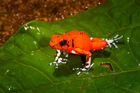 Little Devil Poison Frog (Diablito) ~ El Pangan - front view 2, Rio Ñambi, Colombia For this day, we only have a single observation, yet it is a beautiful one and a much needed happy ending of an "interesting" day.

In the morning, we exited the Rio Ñambi Reserve, which took us about 2 hours. We didn't take any photos on the way out, the goal was to transit instead. After a cold coke and salty chips (always great when reconnecting with civilization) we happened to be near a security council meeting, where local organizations were discussing the security situation of the area and how to improve its reputation. We were invited into the meeting and gave our impression of the situation, from a tourist perspective. They were happy to learn that we did not feel unsafe here.

After that, we made way to an elementary school full of kids. They looked a little shocked to see us pale smelly giants that just came out of the jungle. The classroom was plastered with posters and marketing material of one stunning frog. A specific morph of Oophaga sylvatica. The morph is named "El Pangan". Yet even this morph has an amazing variation and the one shown on the posters in particular was only to be found here. The kids were contributing to the conservation of this frog by selling handcrafted toys that resemble the frog, as a way to counter poaching.

We had no idea about this frog, and only at this point we learned about the plan to try and find them nearby, it was not described in the programme. We made way to a corner of a highway where we parked. The place looked like a dump, full of trash, yet it had an entry path into the forest.

Armed with the frog's call on playback, we had Manuel (our main guide) and Miguel (local herping guide) trying hard to find it. The path was extremely muddy and narrow. We immediately came across several workers in the forest, carrying big wooden planks out of the forest. 

After an hour or so, still no sign of the frog, and at this point, one of the worker's charged us an entrance fee, claiming they own this land. A tiny extortion, but one I found very upsetting. Even more upsetting was the workers' waste littered all over the forest, tons of plastic bottles everywhere. Since I suck at finding poison frogs, I decided to collect them in a plastic bag. 

With no frog in sight anywhere and not a single call returned, we gave up and turned around. Just before we were back to the car, Manuel claimed he thought he did hear it further back, and returned into the forest, asking us to wait by the car.

The wait took forever. We were in a smelly, hot place, rain hammering down and insects had no mercy on attacking us. The longer we had to wait, the more paranoid I became. What if these workers are creating new plans to rob us? We're practically begging for it by staying here so long and given a car full of valuables. I even took my memory cards out and put them on my body, just in case. 

I started to get worried about Manuel and Miguel as the wait took longer. I called Manuel. Luckily, he was fine. Five minutes from meeting us again, yet they did not find the frog. We packed up our gear and sat in the car, waiting for him to appear out of the forest.

I saw him appear, approaching the car. Good, we can finally get out of this shithole. He walked strangely slow. He didn't look defeated at all, smirking instead. And why would he have his hands behind his back?

Wait...no...my brain already knew what happened but I was so upset that it took a few additional seconds to connect the dots. He found diablito! Between me calling him and him taking the final few steps out of the forest, it jumped right in front of him, directly on the path. 

Needless to say, this saved the day. All credit to Manuel Espejo, who never quits and always knows how to turn the worst of days into a highlight.

Afterwards, we returned to the children in the school. They were all like "ooohhhh" and "ahhhhh" and "bloody hell you stink, get away from me".

The dramatic color variation of Oophaga species is well known, yet still poorly understood. Oophaga sylvatica is absurdly diverse:
https://featuredcreature.com/wp-content/uploads/2012/10/Screen+shot+2011-07-16+at+3.02.06+PM2.png

This is the best study I could find trying to explain this phenomenon:
https://www.ncbi.nlm.nih.gov/pmc/articles/PMC5696431/

The short conclusion: the combination of climate gradients, within-population sexual selection and natural barriers (typical of the Andes) likely all play a role, yet no clear conclusion on why the variation is so spectacularly strong.

https://www.jungledragon.com/image/79263/little_devil_poison_frog_diablito_el_pangan_-_top_view_rio_ambi_colombia.html
https://www.jungledragon.com/image/79264/little_devil_poison_frog_diablito_el_pangan_-_side_view_rio_ambi_colombia.html
https://www.jungledragon.com/image/79265/little_devil_poison_frog_diablito_el_pangan_-_front_view_rio_ambi_colombia.html
https://www.jungledragon.com/image/79266/little_devil_poison_frog_diablito_el_pangan_-_full_scene_rio_ambi_colombia.html
https://www.jungledragon.com/image/79267/little_devil_poison_frog_diablito_el_pangan_-_head_rio_ambi_colombia.html
https://www.jungledragon.com/image/79268/little_devil_poison_frog_diablito_el_pangan_-_side_view_2_rio_ambi_colombia.html Colombia,Colombia 2018,Colombia South,Little devil poison frog,Oophaga sylvatica,Rio Ñambi,South America,World