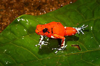 Little Devil Poison Frog (Diablito) ~ El Pangan - front view 2, Rio &Ntilde;ambi, Colombia For this day, we only have a single observation, yet it is a beautiful one and a much needed happy ending of an "interesting" day.<br />
<br />
In the morning, we exited the Rio &Ntilde;ambi Reserve, which took us about 2 hours. We didn't take any photos on the way out, the goal was to transit instead. After a cold coke and salty chips (always great when reconnecting with civilization) we happened to be near a security council meeting, where local organizations were discussing the security situation of the area and how to improve its reputation. We were invited into the meeting and gave our impression of the situation, from a tourist perspective. They were happy to learn that we did not feel unsafe here.<br />
<br />
After that, we made way to an elementary school full of kids. They looked a little shocked to see us pale smelly giants that just came out of the jungle. The classroom was plastered with posters and marketing material of one stunning frog. A specific morph of Oophaga sylvatica. The morph is named "El Pangan". Yet even this morph has an amazing variation and the one shown on the posters in particular was only to be found here. The kids were contributing to the conservation of this frog by selling handcrafted toys that resemble the frog, as a way to counter poaching.<br />
<br />
We had no idea about this frog, and only at this point we learned about the plan to try and find them nearby, it was not described in the programme. We made way to a corner of a highway where we parked. The place looked like a dump, full of trash, yet it had an entry path into the forest.<br />
<br />
Armed with the frog's call on playback, we had Manuel (our main guide) and Miguel (local herping guide) trying hard to find it. The path was extremely muddy and narrow. We immediately came across several workers in the forest, carrying big wooden planks out of the forest. <br />
<br />
After an hour or so, still no sign of the frog, and at this point, one of the worker's charged us an entrance fee, claiming they own this land. A tiny extortion, but one I found very upsetting. Even more upsetting was the workers' waste littered all over the forest, tons of plastic bottles everywhere. Since I suck at finding poison frogs, I decided to collect them in a plastic bag. <br />
<br />
With no frog in sight anywhere and not a single call returned, we gave up and turned around. Just before we were back to the car, Manuel claimed he thought he did hear it further back, and returned into the forest, asking us to wait by the car.<br />
<br />
The wait took forever. We were in a smelly, hot place, rain hammering down and insects had no mercy on attacking us. The longer we had to wait, the more paranoid I became. What if these workers are creating new plans to rob us? We're practically begging for it by staying here so long and given a car full of valuables. I even took my memory cards out and put them on my body, just in case. <br />
<br />
I started to get worried about Manuel and Miguel as the wait took longer. I called Manuel. Luckily, he was fine. Five minutes from meeting us again, yet they did not find the frog. We packed up our gear and sat in the car, waiting for him to appear out of the forest.<br />
<br />
I saw him appear, approaching the car. Good, we can finally get out of this shithole. He walked strangely slow. He didn't look defeated at all, smirking instead. And why would he have his hands behind his back?<br />
<br />
Wait...no...my brain already knew what happened but I was so upset that it took a few additional seconds to connect the dots. He found diablito! Between me calling him and him taking the final few steps out of the forest, it jumped right in front of him, directly on the path. <br />
<br />
Needless to say, this saved the day. All credit to Manuel Espejo, who never quits and always knows how to turn the worst of days into a highlight.<br />
<br />
Afterwards, we returned to the children in the school. They were all like "ooohhhh" and "ahhhhh" and "bloody hell you stink, get away from me".<br />
<br />
The dramatic color variation of Oophaga species is well known, yet still poorly understood. Oophaga sylvatica is absurdly diverse:<br />
https://featuredcreature.com/wp-content/uploads/2012/10/Screen+shot+2011-07-16+at+3.02.06+PM2.png<br />
<br />
This is the best study I could find trying to explain this phenomenon:<br />
https://www.ncbi.nlm.nih.gov/pmc/articles/PMC5696431/<br />
<br />
The short conclusion: the combination of climate gradients, within-population sexual selection and natural barriers (typical of the Andes) likely all play a role, yet no clear conclusion on why the variation is so spectacularly strong.<br />
<br />
https://www.jungledragon.com/image/79263/little_devil_poison_frog_diablito_el_pangan_-_top_view_rio_ambi_colombia.html<br />
https://www.jungledragon.com/image/79264/little_devil_poison_frog_diablito_el_pangan_-_side_view_rio_ambi_colombia.html<br />
https://www.jungledragon.com/image/79265/little_devil_poison_frog_diablito_el_pangan_-_front_view_rio_ambi_colombia.html<br />
https://www.jungledragon.com/image/79266/little_devil_poison_frog_diablito_el_pangan_-_full_scene_rio_ambi_colombia.html<br />
https://www.jungledragon.com/image/79267/little_devil_poison_frog_diablito_el_pangan_-_head_rio_ambi_colombia.html<br />
https://www.jungledragon.com/image/79268/little_devil_poison_frog_diablito_el_pangan_-_side_view_2_rio_ambi_colombia.html Colombia,Colombia 2018,Colombia South,Little devil poison frog,Oophaga sylvatica,Rio &Ntilde;ambi,South America,World
