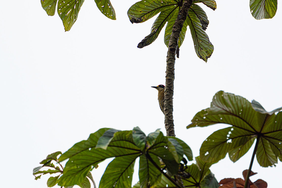 Black-cheeked woodpecker, Tumaco, Colombia Opening our last half-day of the program. The day before, we arrived at the city of Tumaco, reaching elevation zero and seeing the Pacific ocean. We were situated in a very luxurious hotel at the beach. Given that we have had such an intense journey behind us, I had wanted to call it a mission completed. The luxury was so tempting and I was already very satisfied with the set. Let me have a day of peace.<br />
<br />
Manuel insisted that we had to go out birding one final time, so we got up early, picked up a local birding guide and drove for about an hour away from the coast again to find ourselves at an agricultural area with some pretty decent bird activity.  Black-cheeked woodpecker,Colombia,Colombia 2018,Colombia South,Fall,Geotagged,Melanerpes pucherani,South America,Tumaco,World