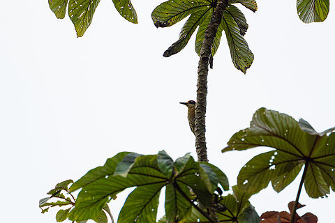 Black-cheeked woodpecker, Tumaco, Colombia Opening our last half-day of the program. The day before, we arrived at the city of Tumaco, reaching elevation zero and seeing the Pacific ocean. We were situated in a very luxurious hotel at the beach. Given that we have had such an intense journey behind us, I had wanted to call it a mission completed. The luxury was so tempting and I was already very satisfied with the set. Let me have a day of peace.

Manuel insisted that we had to go out birding one final time, so we got up early, picked up a local birding guide and drove for about an hour away from the coast again to find ourselves at an agricultural area with some pretty decent bird activity.  Black-cheeked woodpecker,Colombia,Colombia 2018,Colombia South,Fall,Geotagged,Melanerpes pucherani,South America,Tumaco,World