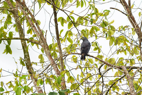Hook-billed kite, Tumaco, Colombia  Chondrohierax uncinatus,Colombia,Colombia 2018,Colombia South,Fall,Geotagged,Hook-billed kite,South America,Tumaco,World
