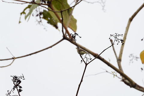 Southern beardless tyrannulet, Tumaco, Colombia Truly awful shot, sorry, it's the only one we have. Camptostoma obsoletum,Colombia,Colombia 2018,Colombia South,Fall,Geotagged,South America,Southern beardless tyrannulet,Tumaco,World