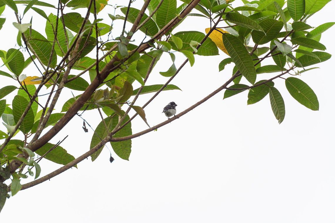 Variable seedeater, Tumaco, Colombia  Colombia,Colombia 2018,Colombia South,Fall,Geotagged,South America,Sporophila corvina,Tumaco,Variable seedeater,World