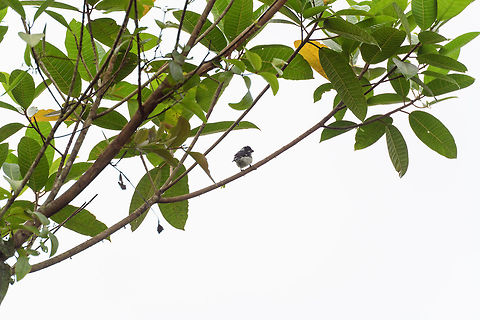 Variable seedeater, Tumaco, Colombia  Colombia,Colombia 2018,Colombia South,Fall,Geotagged,South America,Sporophila corvina,Tumaco,Variable seedeater,World