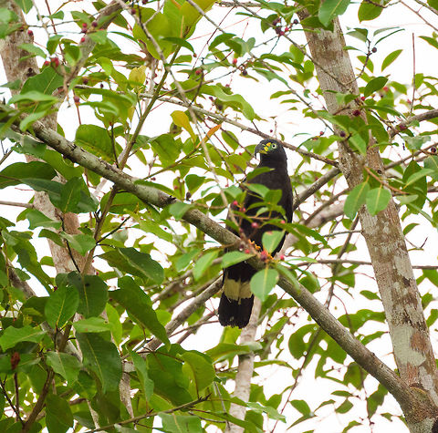 Hook-billed kite - perched, Tumaco, Colombia  Chondrohierax uncinatus,Colombia,Colombia 2018,Colombia South,Fall,Geotagged,Hook-billed kite,South America,Tumaco,World