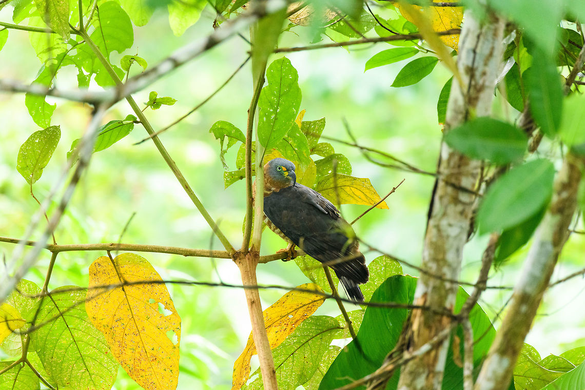 Hook-billed kite - 2, Tumaco, Colombia  Chondrohierax uncinatus,Colombia,Colombia 2018,Colombia South,Fall,Geotagged,Hook-billed kite,South America,Tumaco,World