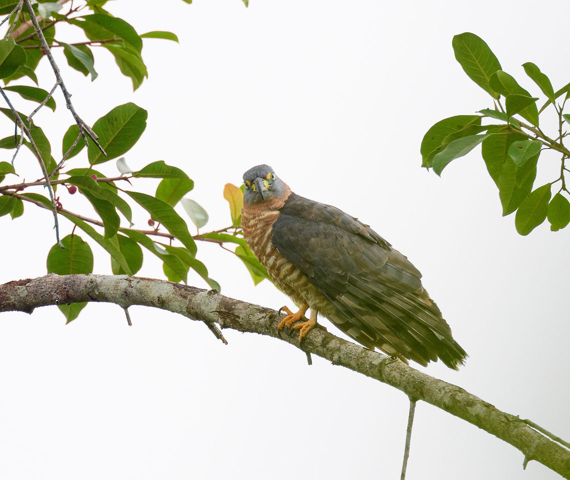 Hook-billed kite - 3, Tumaco, Colombia  Chondrohierax uncinatus,Colombia,Colombia 2018,Colombia South,Fall,Geotagged,Hook-billed kite,South America,Tumaco,World