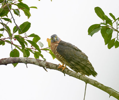 Hook-billed kite - 3, Tumaco, Colombia  Chondrohierax uncinatus,Colombia,Colombia 2018,Colombia South,Fall,Geotagged,Hook-billed kite,South America,Tumaco,World