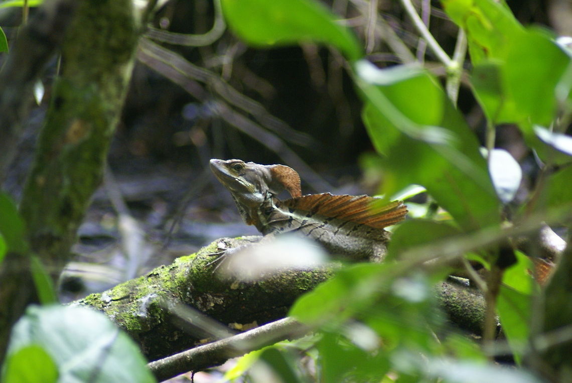 Jesus Christ lizard Officially called &quot;Emerald Basilisk&quot;, one of my favorite animals that I ever spotted. Costa Rica,Jesus Christ Lizard,Lizard