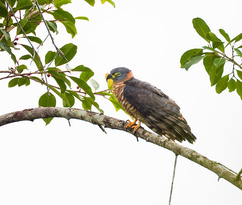 Hook-billed kite - 4, Tumaco, Colombia  Chondrohierax uncinatus,Colombia,Colombia 2018,Colombia South,Fall,Geotagged,Hook-billed kite,South America,Tumaco,World