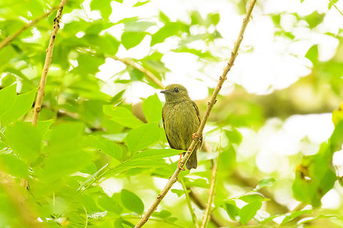 White-bearded manakin (female), Tumaco, Colombia The females of most manakins have vibrant legs, making them easy to identify.  Colombia,Colombia 2018,Colombia South,Fall,Geotagged,Manacus manacus,South America,Tumaco,White-bearded manakin,World