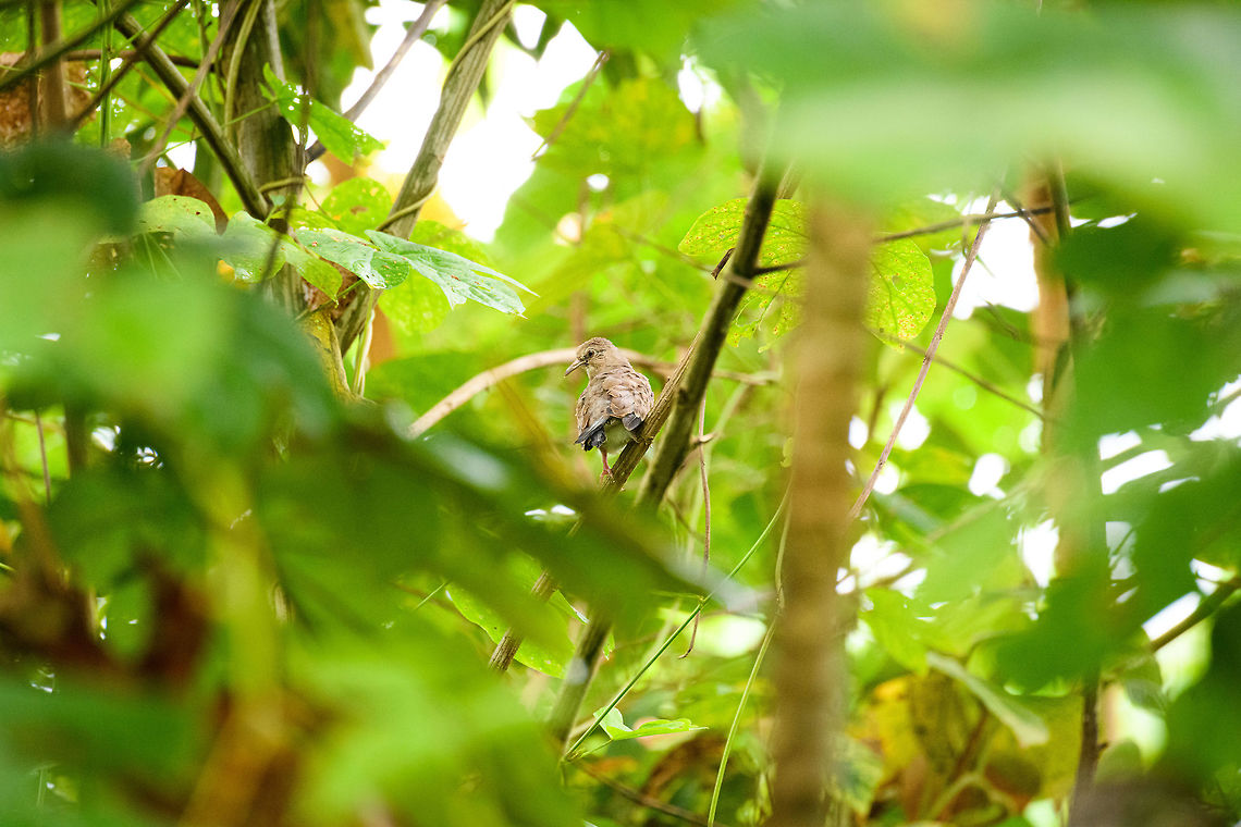 Ecuadorian ground dove, Tumaco, Colombia Juvenile. Colombia,Colombia 2018,Colombia South,Columbina buckleyi,Ecuadorian ground dove,Fall,Geotagged,South America,Tumaco,World