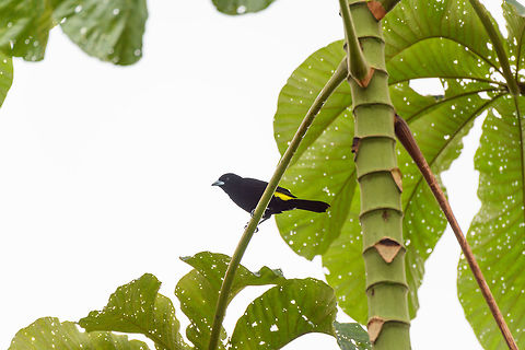 Lemon-rumped Tanager, Tumaco, Colombia  Colombia,Colombia 2018,Colombia South,Fall,Geotagged,Lemon-rumped Tanager,Ramphocelus icteronotus,South America,Tumaco,World