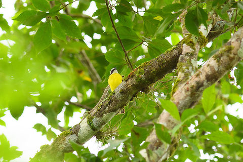 Rusty-margined flycatcher, Tumaco, Colombia  Colombia,Colombia 2018,Colombia South,Fall,Geotagged,Myiozetetes cayanensis,Rusty-margined flycatcher,South America,Tumaco,World
