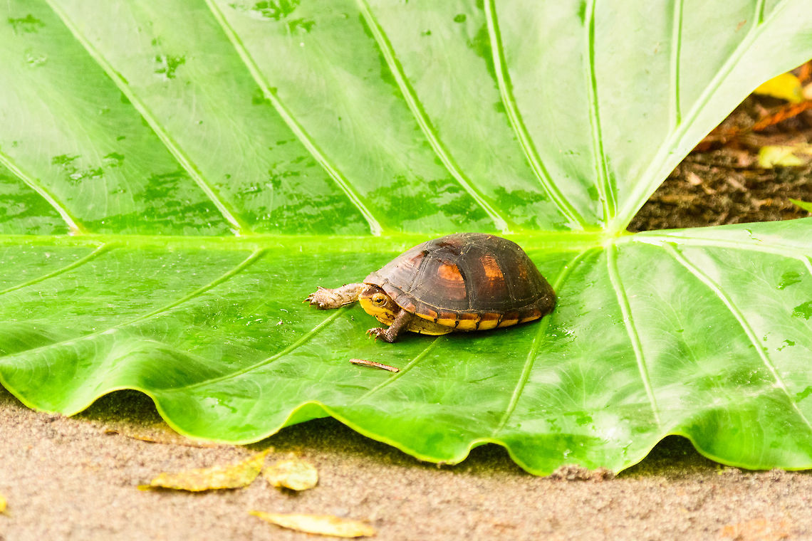White-lipped mud turtle, Tumaco, Colombia Tentative ID. Found by Manuel in a shallow stream as he was trying to find a poison frog.<br />
<figure class="photo"><a href="https://www.jungledragon.com/image/79506/white-lipped_mud_turtle_-_belly_tumaco_colombia.html" title="White-lipped mud turtle - belly, Tumaco, Colombia"><img src="https://s3.amazonaws.com/media.jungledragon.com/images/2/79506_thumb.jpg?AWSAccessKeyId=05GMT0V3GWVNE7GGM1R2&Expires=1759968010&Signature=M34U5USplcy52LcUZeMjorFOfVo%3D" width="200" height="134" alt="White-lipped mud turtle - belly, Tumaco, Colombia Tentative ID. Found by Manuel in a shallow stream as he was trying to find a poison frog.<br />
https://www.jungledragon.com/image/79505/white-lipped_mud_turtle_tumaco_colombia.html Colombia,Colombia 2018,Colombia South,Fall,Geotagged,Kinosternon leucostomum,South America,Tumaco,White-lipped mud turtle,World" /></a></figure> Colombia,Colombia 2018,Colombia South,Fall,Geotagged,Kinosternon leucostomum,South America,Tumaco,White-lipped mud turtle,World