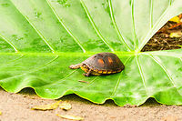 White-lipped mud turtle, Tumaco, Colombia Tentative ID. Found by Manuel in a shallow stream as he was trying to find a poison frog.<br />
https://www.jungledragon.com/image/79506/white-lipped_mud_turtle_-_belly_tumaco_colombia.html Colombia,Colombia 2018,Colombia South,Fall,Geotagged,Kinosternon leucostomum,South America,Tumaco,White-lipped mud turtle,World