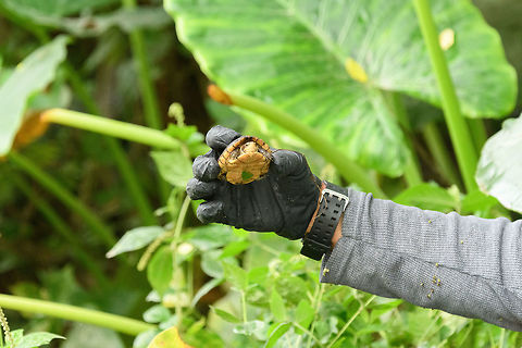 White-lipped mud turtle - belly, Tumaco, Colombia Tentative ID. Found by Manuel in a shallow stream as he was trying to find a poison frog.
https://www.jungledragon.com/image/79505/white-lipped_mud_turtle_tumaco_colombia.html Colombia,Colombia 2018,Colombia South,Fall,Geotagged,Kinosternon leucostomum,South America,Tumaco,White-lipped mud turtle,World