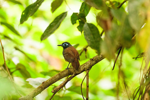 Chestnut-backed antbird, Tumaco, Colombia Any antbird gets the heart of a birder racing, even though I'm not a real birder. This one in particular is common in these parts, in the understorey close the ground. It is known to sometimes follow ants (not all antbirds do). They are a royal pain to photograph even when found, hardly ever coming into the open.
This is probably the adult male, the female looks similar overall yet has a brownish head. This birds sings a lot, its song is described as 2-3 human-like whistles. Chestnut-backed antbird,Colombia,Colombia 2018,Colombia South,Fall,Geotagged,Poliocrania exsul,South America,Tumaco,World