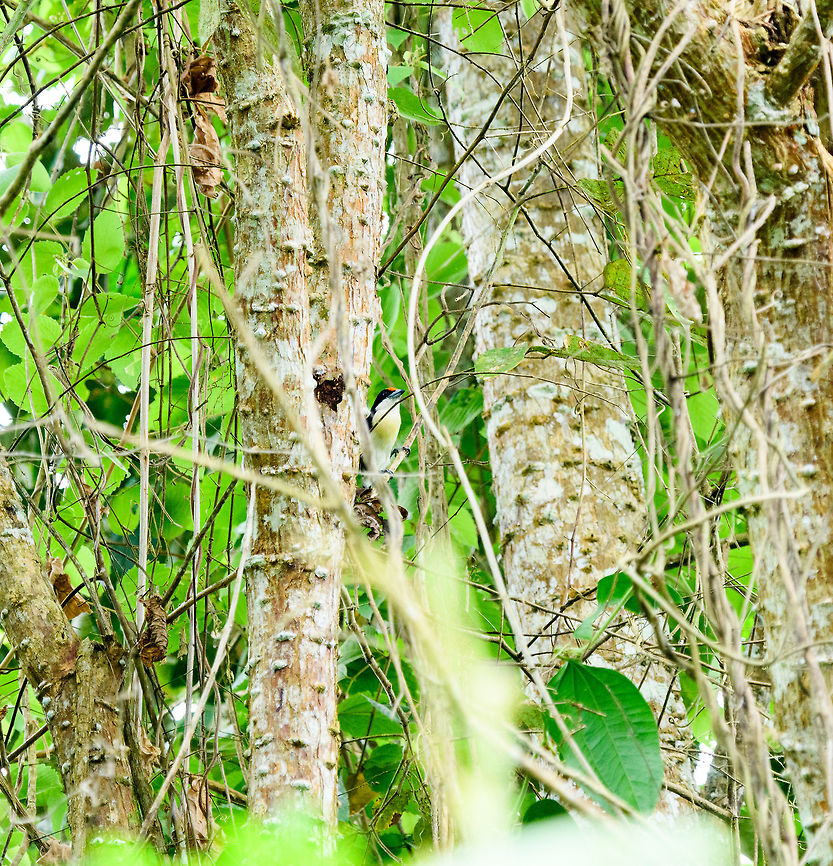 Orange-fronted barbet, Tumaco, Colombia Uncommon and endangered. Capito squamatus,Colombia,Colombia 2018,Colombia South,Fall,Geotagged,South America,Tumaco,World,orange-fronted barbet