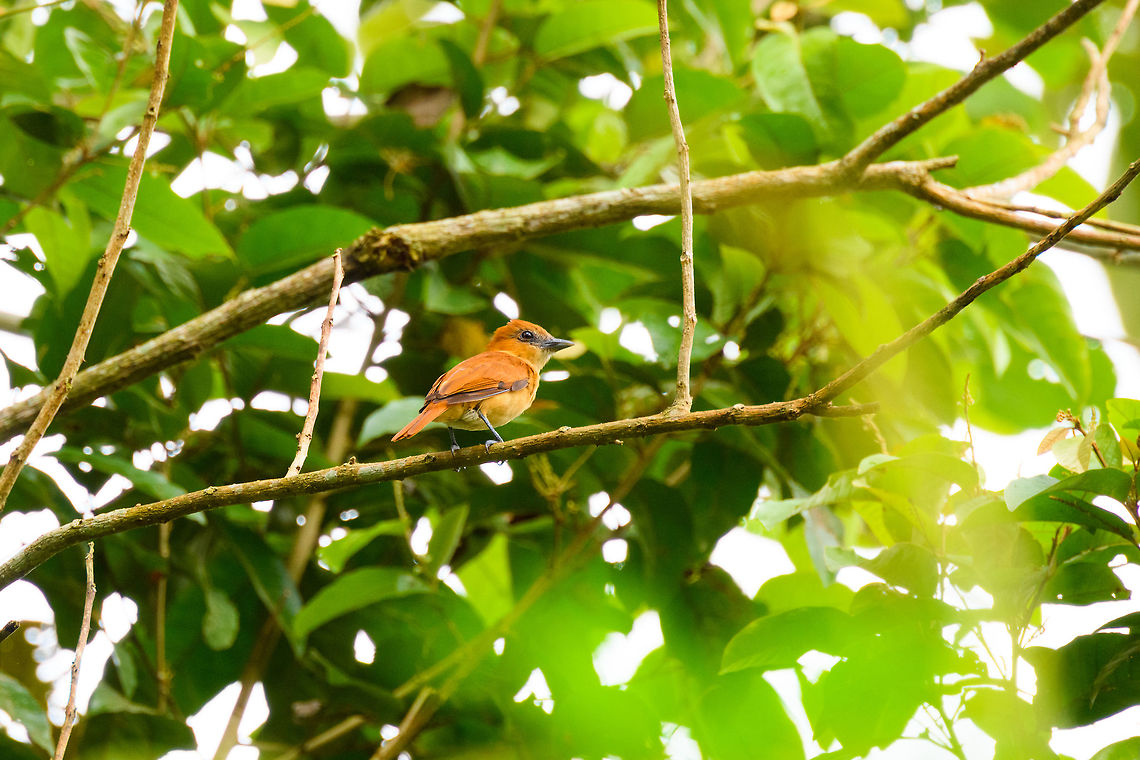 Cinnamon becard, Tumaco, Colombia  Cinnamon becard,Colombia,Colombia 2018,Colombia South,Fall,Geotagged,Pachyramphus cinnamomeus,South America,Tumaco,World