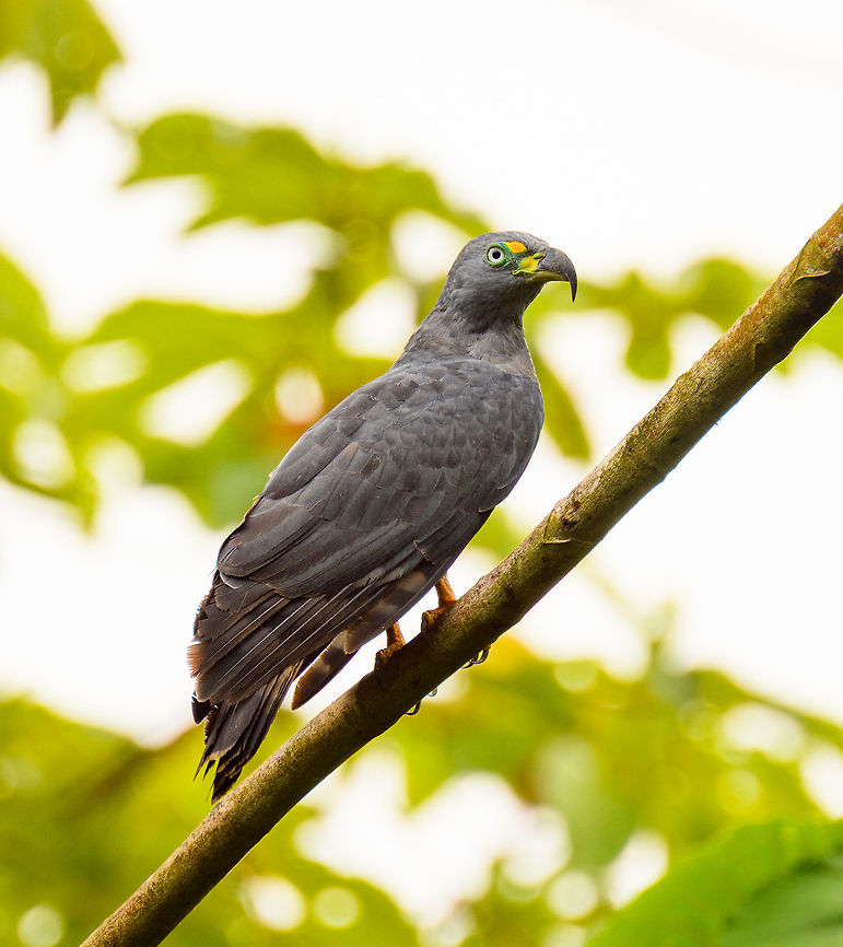 Hook-billed kite - closeup, Tumaco, Colombia <figure class="photo"><a href="https://www.jungledragon.com/image/79585/hook-billed_kite_-_perched_3_tumaco_colombia.html" title="Hook-billed kite - perched 3, Tumaco, Colombia"><img src="https://s3.amazonaws.com/media.jungledragon.com/images/2/79585_thumb.jpg?AWSAccessKeyId=05GMT0V3GWVNE7GGM1R2&Expires=1759968010&Signature=UB3v2xvdVtfQeb5tWnTVrx6pQo0%3D" width="200" height="134" alt="Hook-billed kite - perched 3, Tumaco, Colombia https://www.jungledragon.com/image/79584/hook-billed_kite_-_perched_2_tumaco_colombia.html<br />
https://www.jungledragon.com/image/79583/hook-billed_kite_-_closeup_tumaco_colombia.html Chondrohierax uncinatus,Colombia,Colombia 2018,Colombia South,Fall,Geotagged,Hook-billed kite,South America,Tumaco,World" /></a></figure><br />
<figure class="photo"><a href="https://www.jungledragon.com/image/79584/hook-billed_kite_-_perched_2_tumaco_colombia.html" title="Hook-billed kite - perched 2, Tumaco, Colombia"><img src="https://s3.amazonaws.com/media.jungledragon.com/images/2/79584_thumb.jpg?AWSAccessKeyId=05GMT0V3GWVNE7GGM1R2&Expires=1759968010&Signature=8HWDtKFuXAPETY1%2FFH%2Fyh5gEzqY%3D" width="200" height="134" alt="Hook-billed kite - perched 2, Tumaco, Colombia https://www.jungledragon.com/image/79585/hook-billed_kite_-_perched_3_tumaco_colombia.html<br />
https://www.jungledragon.com/image/79583/hook-billed_kite_-_closeup_tumaco_colombia.html Chondrohierax uncinatus,Colombia,Colombia 2018,Colombia South,Fall,Geotagged,Hook-billed kite,South America,Tumaco,World" /></a></figure> Chondrohierax uncinatus,Colombia,Colombia 2018,Colombia South,Fall,Geotagged,Hook-billed kite,South America,Tumaco,World