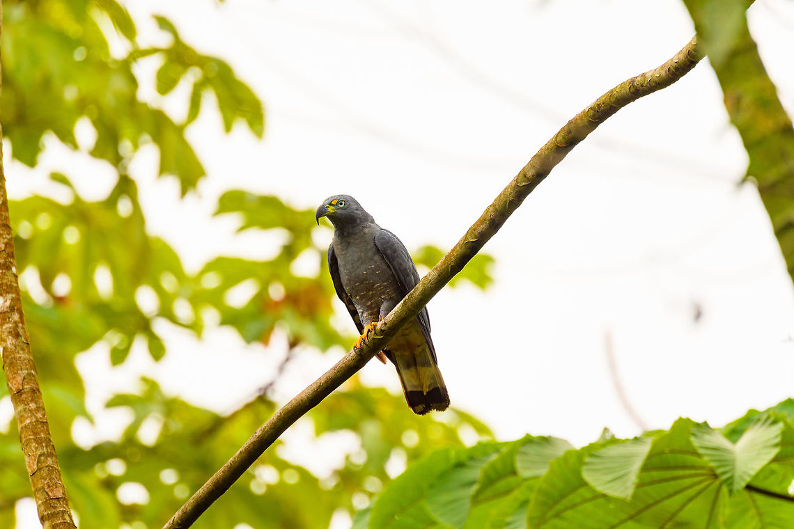 Hook-billed kite - perched 2, Tumaco, Colombia <figure class="photo"><a href="https://www.jungledragon.com/image/79585/hook-billed_kite_-_perched_3_tumaco_colombia.html" title="Hook-billed kite - perched 3, Tumaco, Colombia"><img src="https://s3.amazonaws.com/media.jungledragon.com/images/2/79585_thumb.jpg?AWSAccessKeyId=05GMT0V3GWVNE7GGM1R2&Expires=1767225610&Signature=zLCxZ9Nv5D3X9ldAzvwE5gka1fA%3D" width="200" height="134" alt="Hook-billed kite - perched 3, Tumaco, Colombia https://www.jungledragon.com/image/79584/hook-billed_kite_-_perched_2_tumaco_colombia.html<br />
https://www.jungledragon.com/image/79583/hook-billed_kite_-_closeup_tumaco_colombia.html Chondrohierax uncinatus,Colombia,Colombia 2018,Colombia South,Fall,Geotagged,Hook-billed kite,South America,Tumaco,World" /></a></figure><br />
<figure class="photo"><a href="https://www.jungledragon.com/image/79583/hook-billed_kite_-_closeup_tumaco_colombia.html" title="Hook-billed kite - closeup, Tumaco, Colombia"><img src="https://s3.amazonaws.com/media.jungledragon.com/images/2/79583_thumb.jpg?AWSAccessKeyId=05GMT0V3GWVNE7GGM1R2&Expires=1767225610&Signature=DjQs7cQ4Q1%2FyJ2cX%2BYJHI0HIKYQ%3D" width="136" height="152" alt="Hook-billed kite - closeup, Tumaco, Colombia https://www.jungledragon.com/image/79585/hook-billed_kite_-_perched_3_tumaco_colombia.html<br />
https://www.jungledragon.com/image/79584/hook-billed_kite_-_perched_2_tumaco_colombia.html Chondrohierax uncinatus,Colombia,Colombia 2018,Colombia South,Fall,Geotagged,Hook-billed kite,South America,Tumaco,World" /></a></figure> Chondrohierax uncinatus,Colombia,Colombia 2018,Colombia South,Fall,Geotagged,Hook-billed kite,South America,Tumaco,World