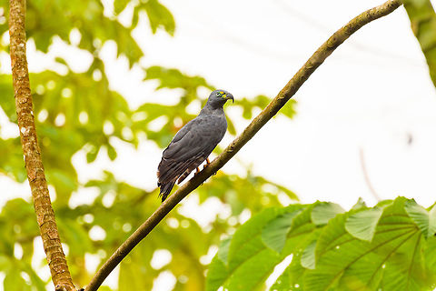 Hook-billed kite - perched 3, Tumaco, Colombia https://www.jungledragon.com/image/79584/hook-billed_kite_-_perched_2_tumaco_colombia.html
https://www.jungledragon.com/image/79583/hook-billed_kite_-_closeup_tumaco_colombia.html Chondrohierax uncinatus,Colombia,Colombia 2018,Colombia South,Fall,Geotagged,Hook-billed kite,South America,Tumaco,World