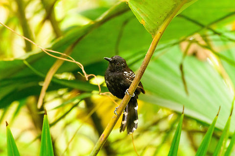 Jet Antbird, Tumaco, Colombia Uncommon and local in undergrowth. This is probably the male, as the female has a streaked throat that is lacking in this individual. The male also has an extra white patch on the back of its wings.
https://www.jungledragon.com/image/79591/jet_antbird_-_perched_tumaco_colombia.html
https://www.jungledragon.com/image/79590/jet_antbird_-_preflight_tumaco_colombia.html
https://www.jungledragon.com/image/79589/jet_antbird_-_frontal_tumaco_colombia.html Cercomacra nigricans,Colombia,Colombia 2018,Colombia South,Fall,Geotagged,Jet antbird,South America,Tumaco,World