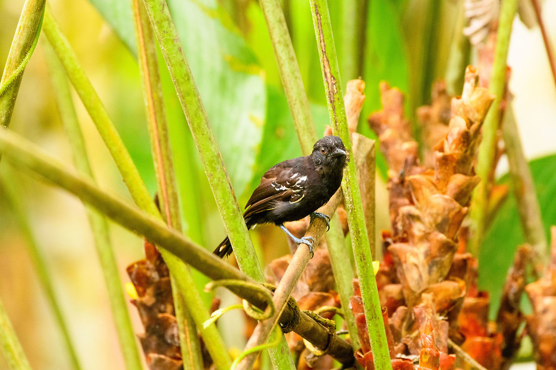 Jet Antbird - frontal, Tumaco, Colombia Uncommon and local in undergrowth. This is probably the male, as the female has a streaked throat that is lacking in this individual. The male also has an extra white patch on the back of its wings.<br />
<figure class="photo"><a href="https://www.jungledragon.com/image/79591/jet_antbird_-_perched_tumaco_colombia.html" title="Jet Antbird - perched, Tumaco, Colombia"><img src="https://s3.amazonaws.com/media.jungledragon.com/images/2/79591_thumb.jpg?AWSAccessKeyId=05GMT0V3GWVNE7GGM1R2&Expires=1759968010&Signature=3h2zbLfMxexpi8KitLU3zb3fcBY%3D" width="200" height="134" alt="Jet Antbird - perched, Tumaco, Colombia Uncommon and local in undergrowth. This is probably the male, as the female has a streaked throat that is lacking in this individual. The male also has an extra white patch on the back of its wings.<br />
https://www.jungledragon.com/image/79590/jet_antbird_-_preflight_tumaco_colombia.html<br />
https://www.jungledragon.com/image/79589/jet_antbird_-_frontal_tumaco_colombia.html<br />
https://www.jungledragon.com/image/79588/jet_antbird_tumaco_colombia.html Cercomacra nigricans,Colombia,Colombia 2018,Colombia South,Fall,Geotagged,Jet antbird,South America,Tumaco,World" /></a></figure><br />
<figure class="photo"><a href="https://www.jungledragon.com/image/79590/jet_antbird_-_preflight_tumaco_colombia.html" title="Jet Antbird - preflight, Tumaco, Colombia"><img src="https://s3.amazonaws.com/media.jungledragon.com/images/2/79590_thumb.jpg?AWSAccessKeyId=05GMT0V3GWVNE7GGM1R2&Expires=1759968010&Signature=Lj0cYP3B%2FTDs3c3WBLbnVOxvbsY%3D" width="200" height="134" alt="Jet Antbird - preflight, Tumaco, Colombia Uncommon and local in undergrowth. This is probably the male, as the female has a streaked throat that is lacking in this individual. The male also has an extra white patch on the back of its wings.<br />
https://www.jungledragon.com/image/79591/jet_antbird_-_perched_tumaco_colombia.html<br />
https://www.jungledragon.com/image/79589/jet_antbird_-_frontal_tumaco_colombia.html<br />
https://www.jungledragon.com/image/79588/jet_antbird_tumaco_colombia.html Cercomacra nigricans,Colombia,Colombia 2018,Colombia South,Fall,Geotagged,Jet antbird,South America,Tumaco,World" /></a></figure><br />
<figure class="photo"><a href="https://www.jungledragon.com/image/79588/jet_antbird_tumaco_colombia.html" title="Jet Antbird, Tumaco, Colombia"><img src="https://s3.amazonaws.com/media.jungledragon.com/images/2/79588_thumb.jpg?AWSAccessKeyId=05GMT0V3GWVNE7GGM1R2&Expires=1759968010&Signature=lQfx81uMGLvWuPtyLT6X1F6a9d8%3D" width="200" height="134" alt="Jet Antbird, Tumaco, Colombia Uncommon and local in undergrowth. This is probably the male, as the female has a streaked throat that is lacking in this individual. The male also has an extra white patch on the back of its wings.<br />
https://www.jungledragon.com/image/79591/jet_antbird_-_perched_tumaco_colombia.html<br />
https://www.jungledragon.com/image/79590/jet_antbird_-_preflight_tumaco_colombia.html<br />
https://www.jungledragon.com/image/79589/jet_antbird_-_frontal_tumaco_colombia.html Cercomacra nigricans,Colombia,Colombia 2018,Colombia South,Fall,Geotagged,Jet antbird,South America,Tumaco,World" /></a></figure> Cercomacra nigricans,Colombia,Colombia 2018,Colombia South,Jet antbird,South America,Tumaco,World