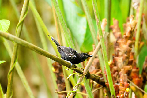 Jet Antbird - preflight, Tumaco, Colombia Uncommon and local in undergrowth. This is probably the male, as the female has a streaked throat that is lacking in this individual. The male also has an extra white patch on the back of its wings.
https://www.jungledragon.com/image/79591/jet_antbird_-_perched_tumaco_colombia.html
https://www.jungledragon.com/image/79589/jet_antbird_-_frontal_tumaco_colombia.html
https://www.jungledragon.com/image/79588/jet_antbird_tumaco_colombia.html Cercomacra nigricans,Colombia,Colombia 2018,Colombia South,Fall,Geotagged,Jet antbird,South America,Tumaco,World