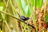 Jet Antbird - preflight, Tumaco, Colombia Uncommon and local in undergrowth. This is probably the male, as the female has a streaked throat that is lacking in this individual. The male also has an extra white patch on the back of its wings.<br />
https://www.jungledragon.com/image/79591/jet_antbird_-_perched_tumaco_colombia.html<br />
https://www.jungledragon.com/image/79589/jet_antbird_-_frontal_tumaco_colombia.html<br />
https://www.jungledragon.com/image/79588/jet_antbird_tumaco_colombia.html Cercomacra nigricans,Colombia,Colombia 2018,Colombia South,Fall,Geotagged,Jet antbird,South America,Tumaco,World