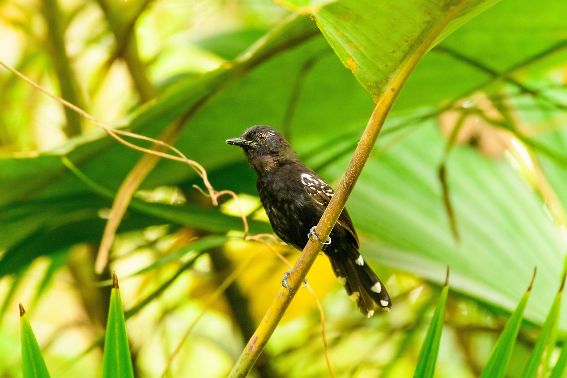 Jet Antbird - perched, Tumaco, Colombia Uncommon and local in undergrowth. This is probably the male, as the female has a streaked throat that is lacking in this individual. The male also has an extra white patch on the back of its wings.<br />
<figure class="photo"><a href="https://www.jungledragon.com/image/79590/jet_antbird_-_preflight_tumaco_colombia.html" title="Jet Antbird - preflight, Tumaco, Colombia"><img src="https://s3.amazonaws.com/media.jungledragon.com/images/2/79590_thumb.jpg?AWSAccessKeyId=05GMT0V3GWVNE7GGM1R2&Expires=1759968010&Signature=Lj0cYP3B%2FTDs3c3WBLbnVOxvbsY%3D" width="200" height="134" alt="Jet Antbird - preflight, Tumaco, Colombia Uncommon and local in undergrowth. This is probably the male, as the female has a streaked throat that is lacking in this individual. The male also has an extra white patch on the back of its wings.<br />
https://www.jungledragon.com/image/79591/jet_antbird_-_perched_tumaco_colombia.html<br />
https://www.jungledragon.com/image/79589/jet_antbird_-_frontal_tumaco_colombia.html<br />
https://www.jungledragon.com/image/79588/jet_antbird_tumaco_colombia.html Cercomacra nigricans,Colombia,Colombia 2018,Colombia South,Fall,Geotagged,Jet antbird,South America,Tumaco,World" /></a></figure><br />
<figure class="photo"><a href="https://www.jungledragon.com/image/79589/jet_antbird_-_frontal_tumaco_colombia.html" title="Jet Antbird - frontal, Tumaco, Colombia"><img src="https://s3.amazonaws.com/media.jungledragon.com/images/2/79589_thumb.jpg?AWSAccessKeyId=05GMT0V3GWVNE7GGM1R2&Expires=1759968010&Signature=x3ERRRU1dkxXTXq%2Ffu2jo1gIIJ8%3D" width="200" height="134" alt="Jet Antbird - frontal, Tumaco, Colombia Uncommon and local in undergrowth. This is probably the male, as the female has a streaked throat that is lacking in this individual. The male also has an extra white patch on the back of its wings.<br />
https://www.jungledragon.com/image/79591/jet_antbird_-_perched_tumaco_colombia.html<br />
https://www.jungledragon.com/image/79590/jet_antbird_-_preflight_tumaco_colombia.html<br />
https://www.jungledragon.com/image/79588/jet_antbird_tumaco_colombia.html Cercomacra nigricans,Colombia,Colombia 2018,Colombia South,Jet antbird,South America,Tumaco,World" /></a></figure><br />
<figure class="photo"><a href="https://www.jungledragon.com/image/79588/jet_antbird_tumaco_colombia.html" title="Jet Antbird, Tumaco, Colombia"><img src="https://s3.amazonaws.com/media.jungledragon.com/images/2/79588_thumb.jpg?AWSAccessKeyId=05GMT0V3GWVNE7GGM1R2&Expires=1759968010&Signature=lQfx81uMGLvWuPtyLT6X1F6a9d8%3D" width="200" height="134" alt="Jet Antbird, Tumaco, Colombia Uncommon and local in undergrowth. This is probably the male, as the female has a streaked throat that is lacking in this individual. The male also has an extra white patch on the back of its wings.<br />
https://www.jungledragon.com/image/79591/jet_antbird_-_perched_tumaco_colombia.html<br />
https://www.jungledragon.com/image/79590/jet_antbird_-_preflight_tumaco_colombia.html<br />
https://www.jungledragon.com/image/79589/jet_antbird_-_frontal_tumaco_colombia.html Cercomacra nigricans,Colombia,Colombia 2018,Colombia South,Fall,Geotagged,Jet antbird,South America,Tumaco,World" /></a></figure> Cercomacra nigricans,Colombia,Colombia 2018,Colombia South,Fall,Geotagged,Jet antbird,South America,Tumaco,World