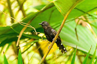 Jet Antbird - perched, Tumaco, Colombia Uncommon and local in undergrowth. This is probably the male, as the female has a streaked throat that is lacking in this individual. The male also has an extra white patch on the back of its wings.<br />
https://www.jungledragon.com/image/79590/jet_antbird_-_preflight_tumaco_colombia.html<br />
https://www.jungledragon.com/image/79589/jet_antbird_-_frontal_tumaco_colombia.html<br />
https://www.jungledragon.com/image/79588/jet_antbird_tumaco_colombia.html Cercomacra nigricans,Colombia,Colombia 2018,Colombia South,Fall,Geotagged,Jet antbird,South America,Tumaco,World