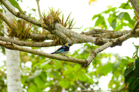 Golden-hooded tanager, Tumaco, Colombia  Colombia,Colombia 2018,Colombia South,Fall,Geotagged,Golden-hooded tanager,South America,Tangara larvata,Tumaco,World