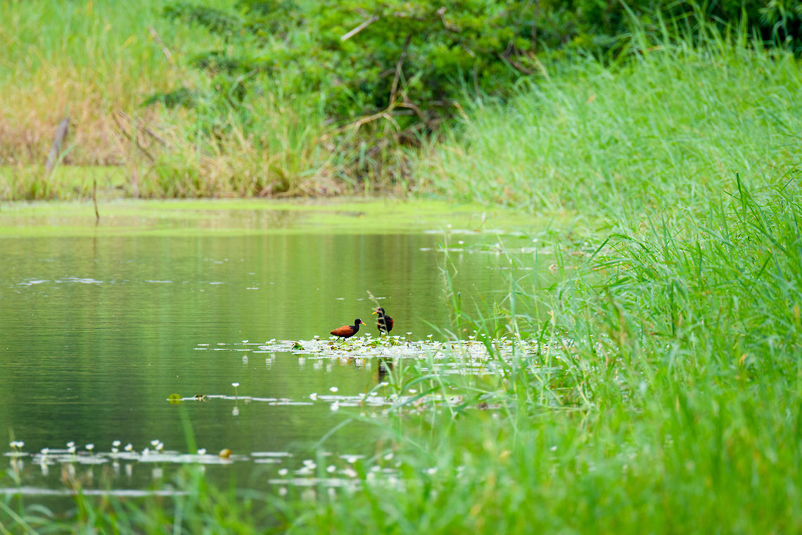 Wattled Jacana couple, Tumaco, Colombia  Colombia,Colombia 2018,Colombia South,Fall,Geotagged,Jacana jacana,South America,Tumaco,Wattled Jacana,World