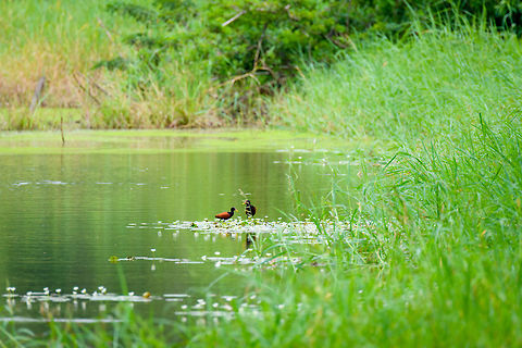 Wattled Jacana couple, Tumaco, Colombia  Colombia,Colombia 2018,Colombia South,Fall,Geotagged,Jacana jacana,South America,Tumaco,Wattled Jacana,World